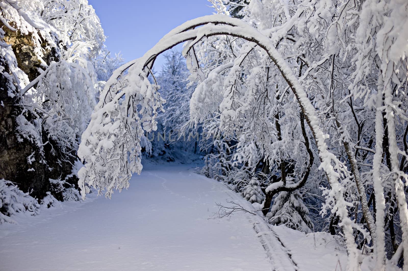 Snow-covered bough bent over a winter road in the woods. 