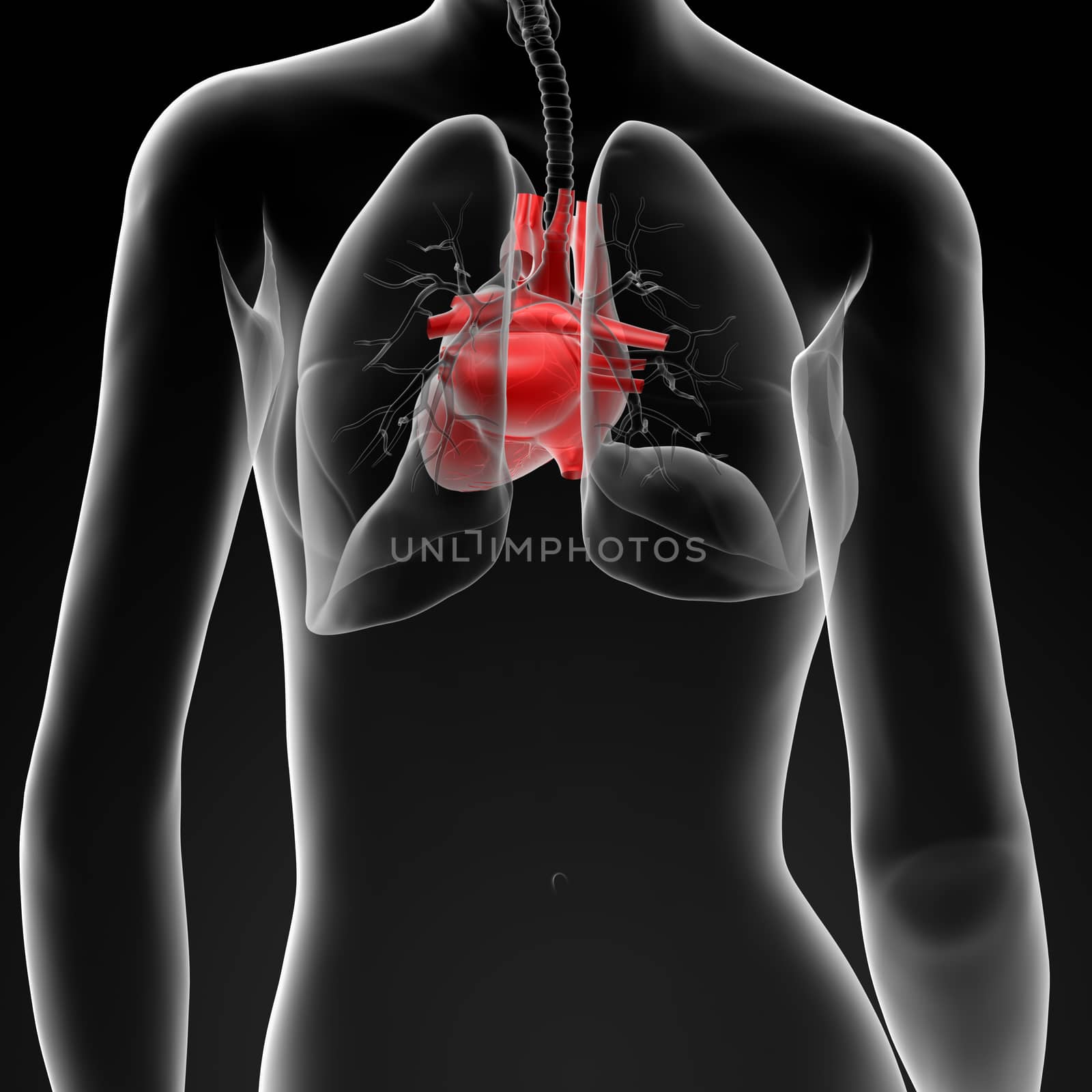 3d render female anatomy - heart - back view