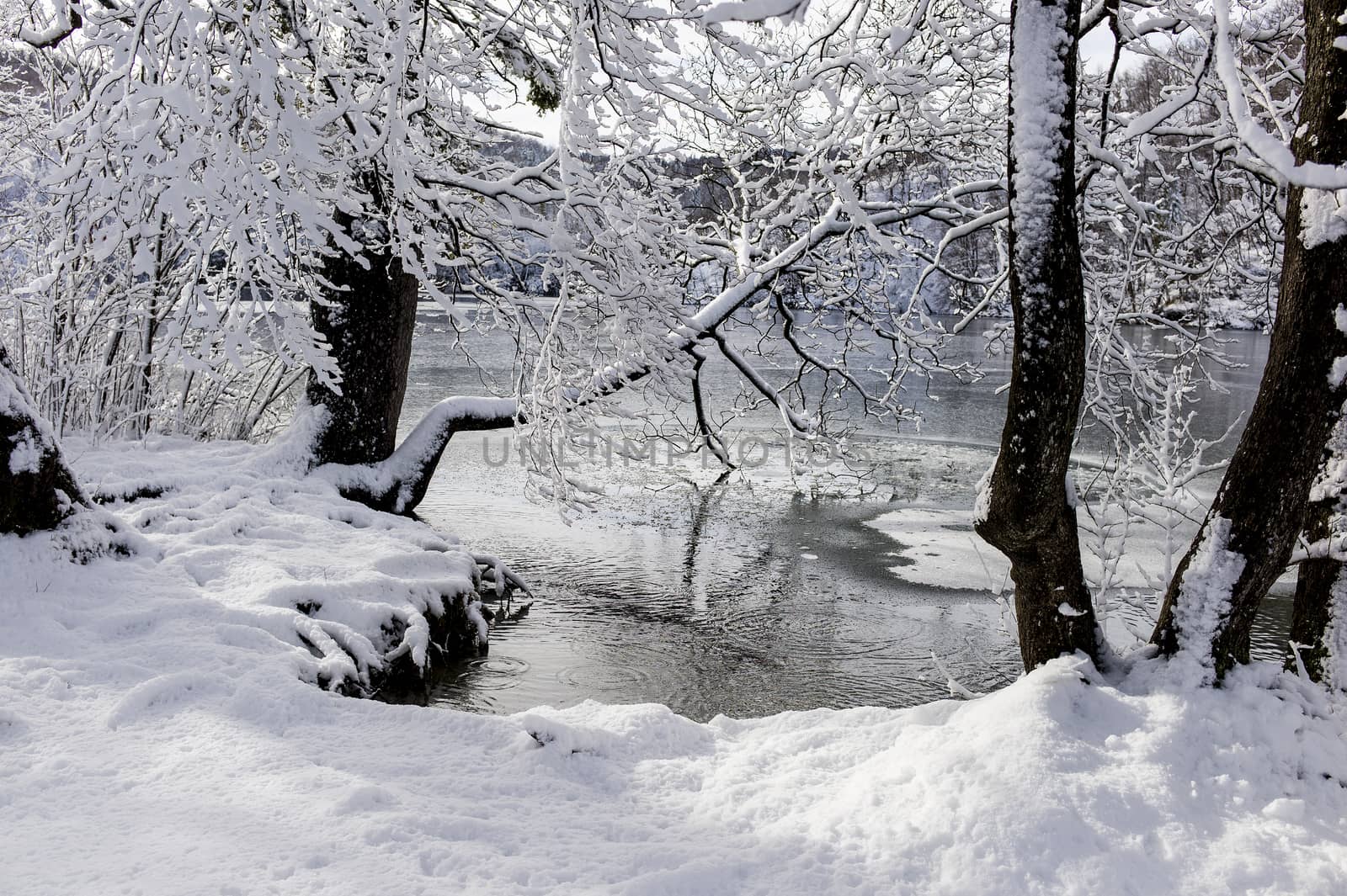Winter pond behind the snow-covered trees.