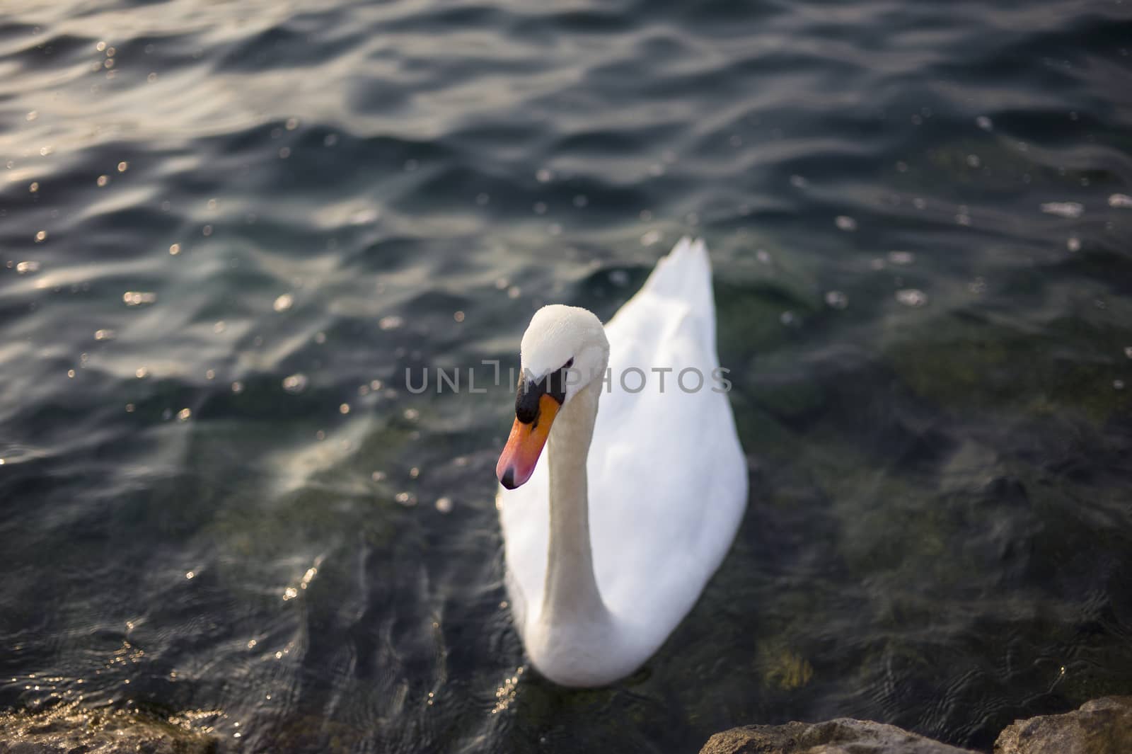 An elegant swan in the lake Garda, northern Italy.