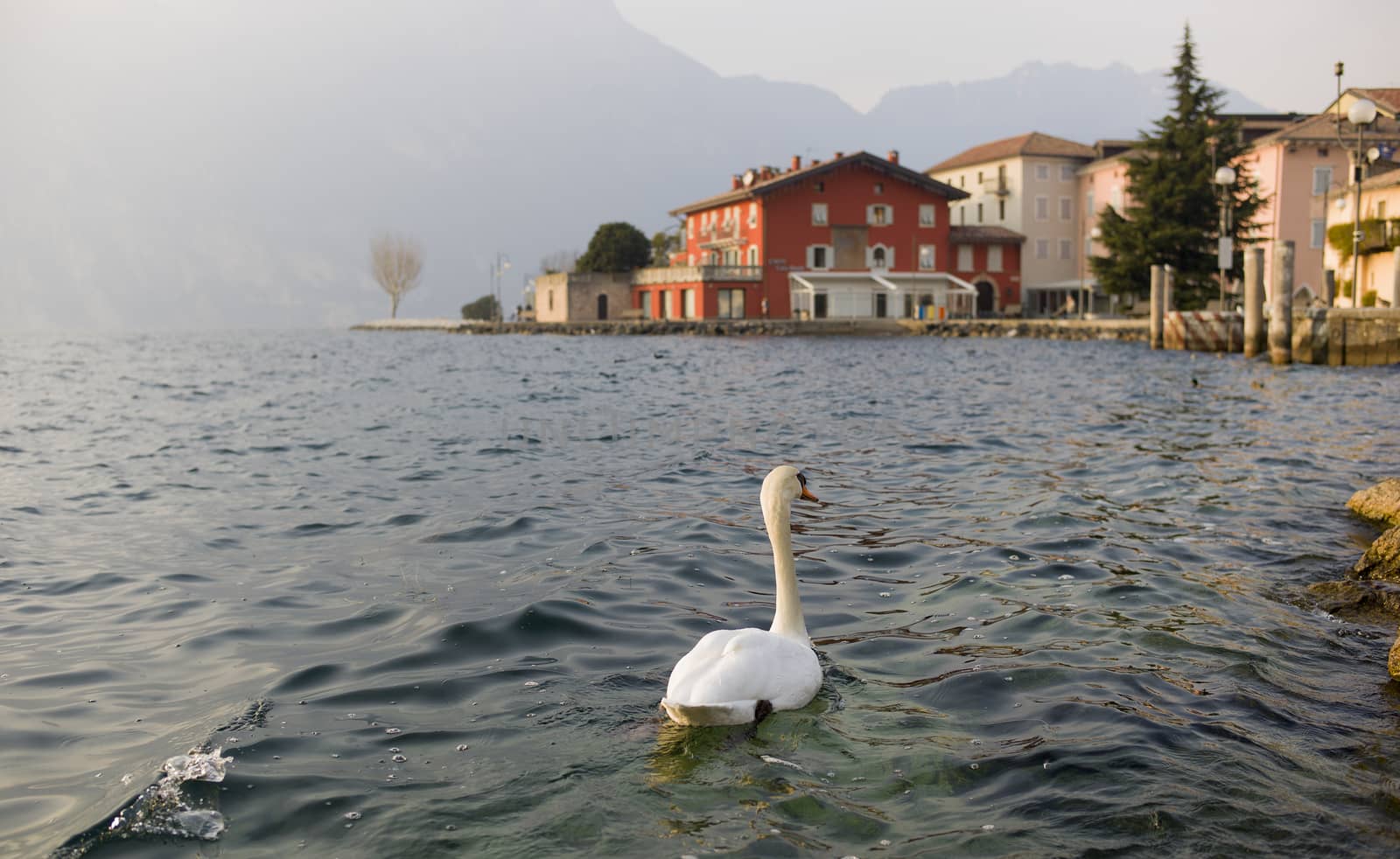 A swan seeing the world in the lake Garda, northern Italy. With small Italian town and mountains in the background.