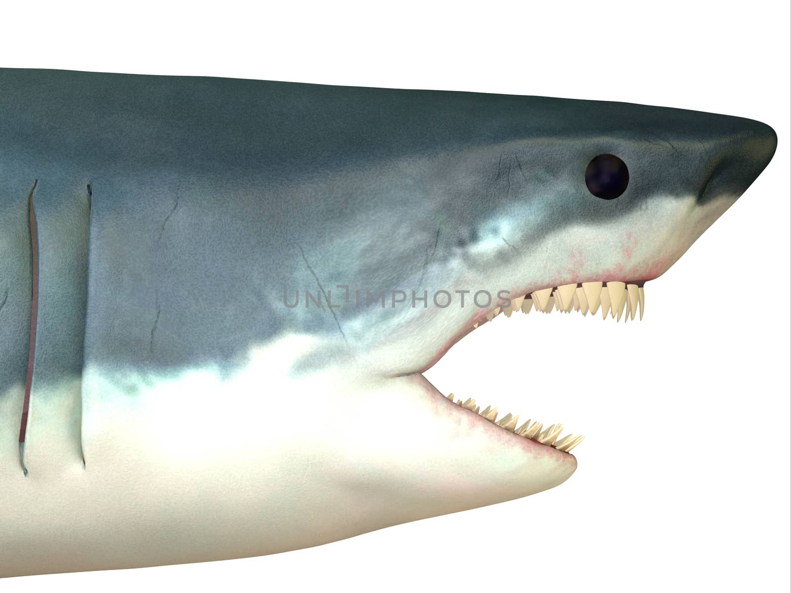 Great White Shark Head by Catmando