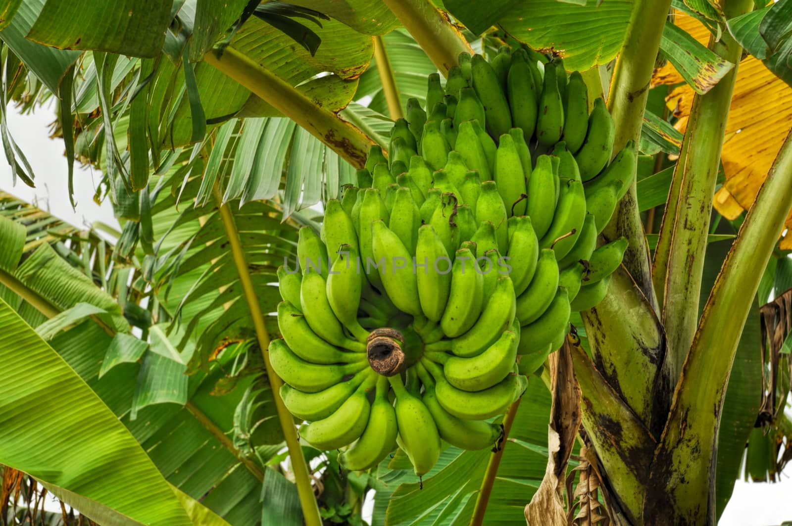 Green bananas growing on tree in Bangladesh