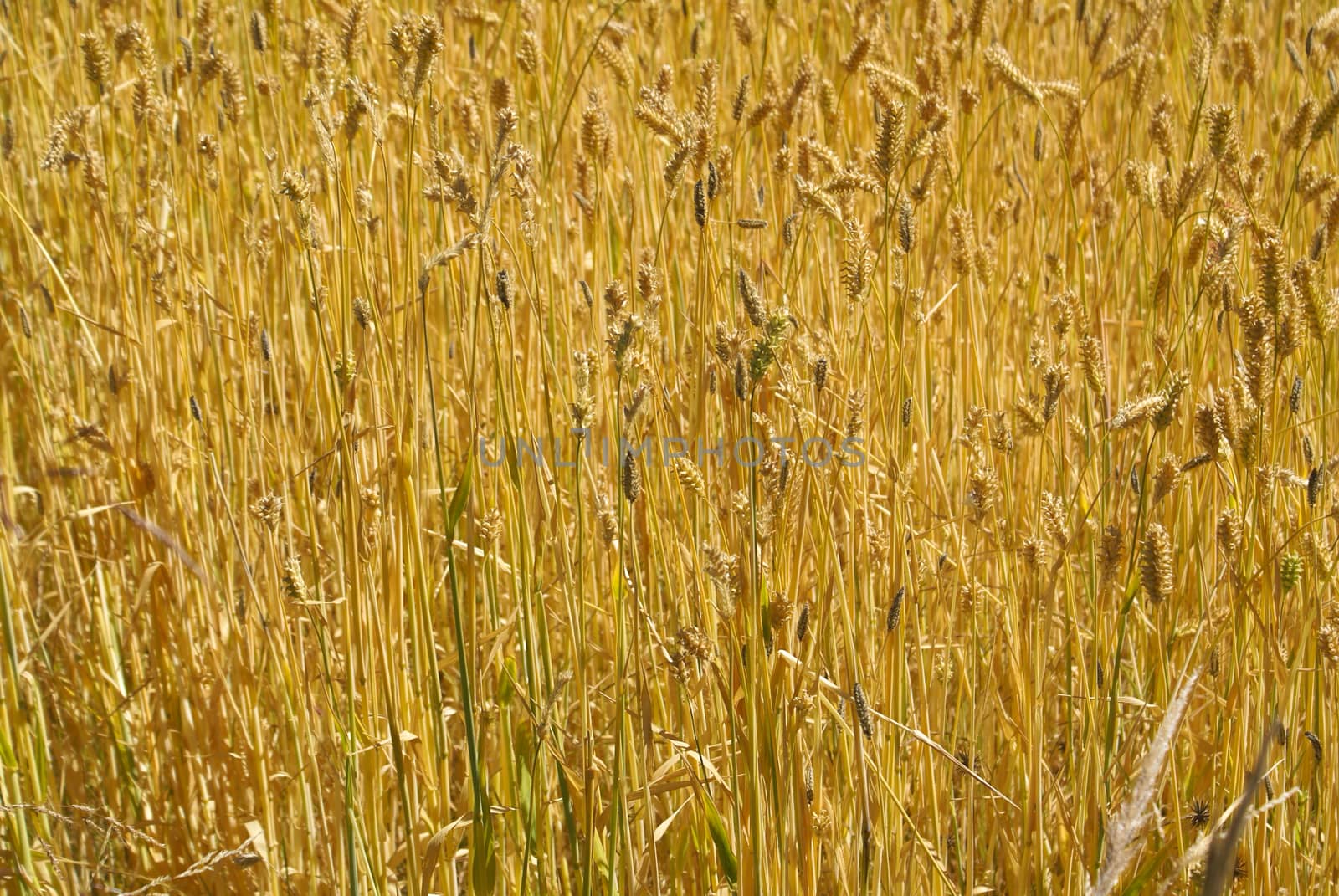 Golden grain, symbol of food and plenty