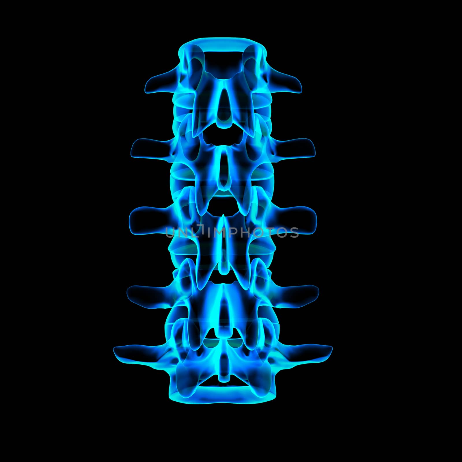 3d rendered illustration-lumbar back view by maya2008