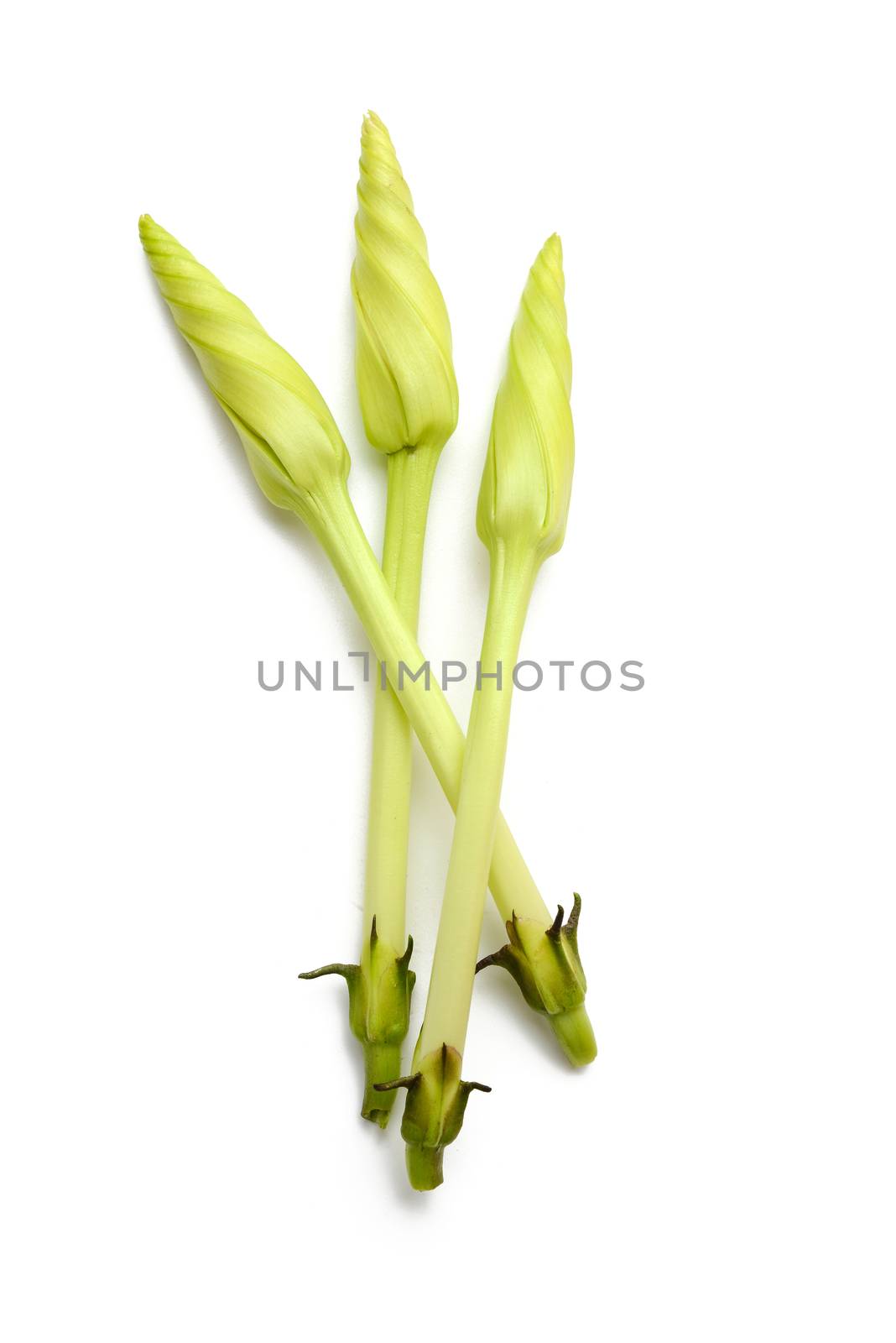 Ipomoea alba flower by antpkr