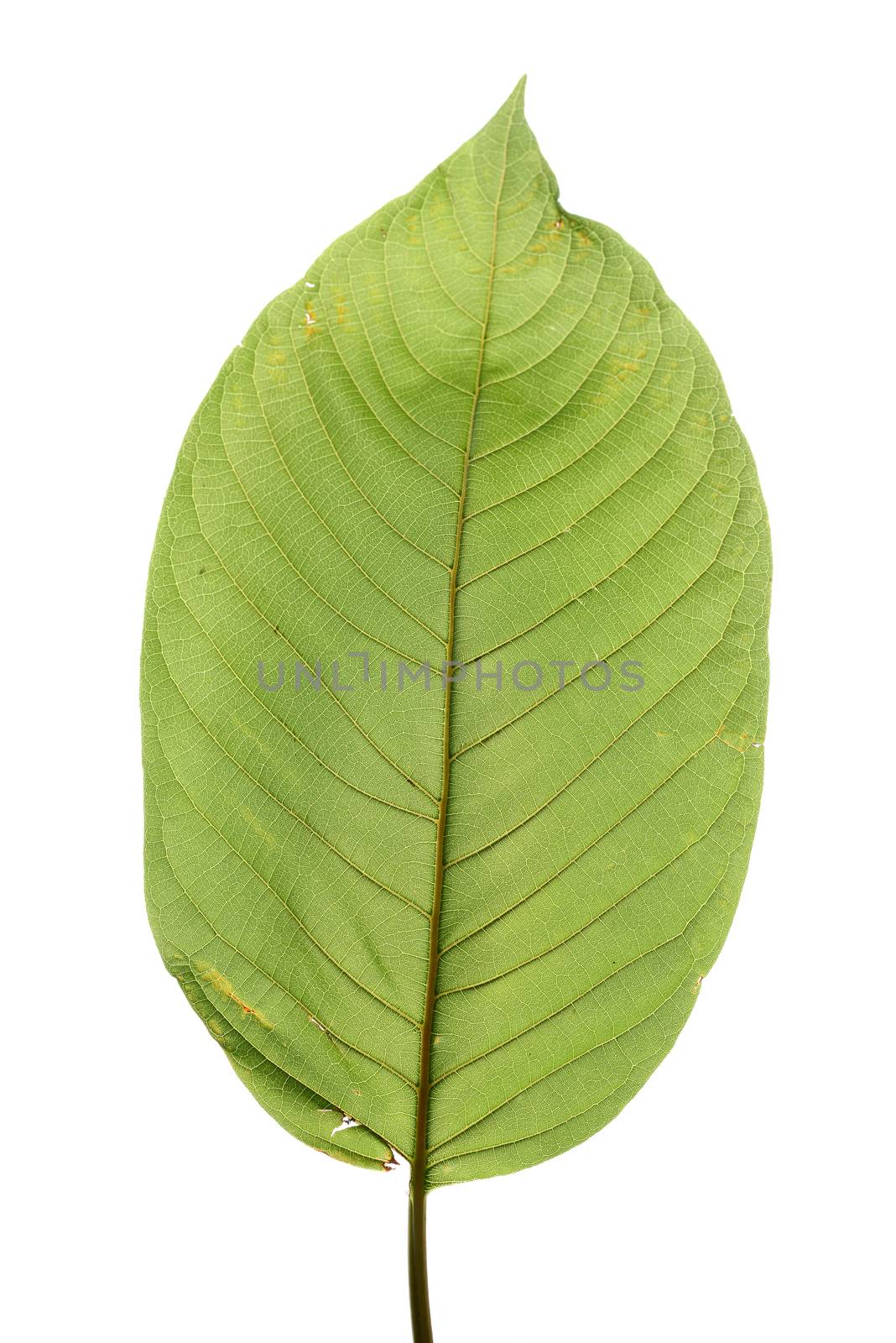 mitragyna speciosa, kratom leaf