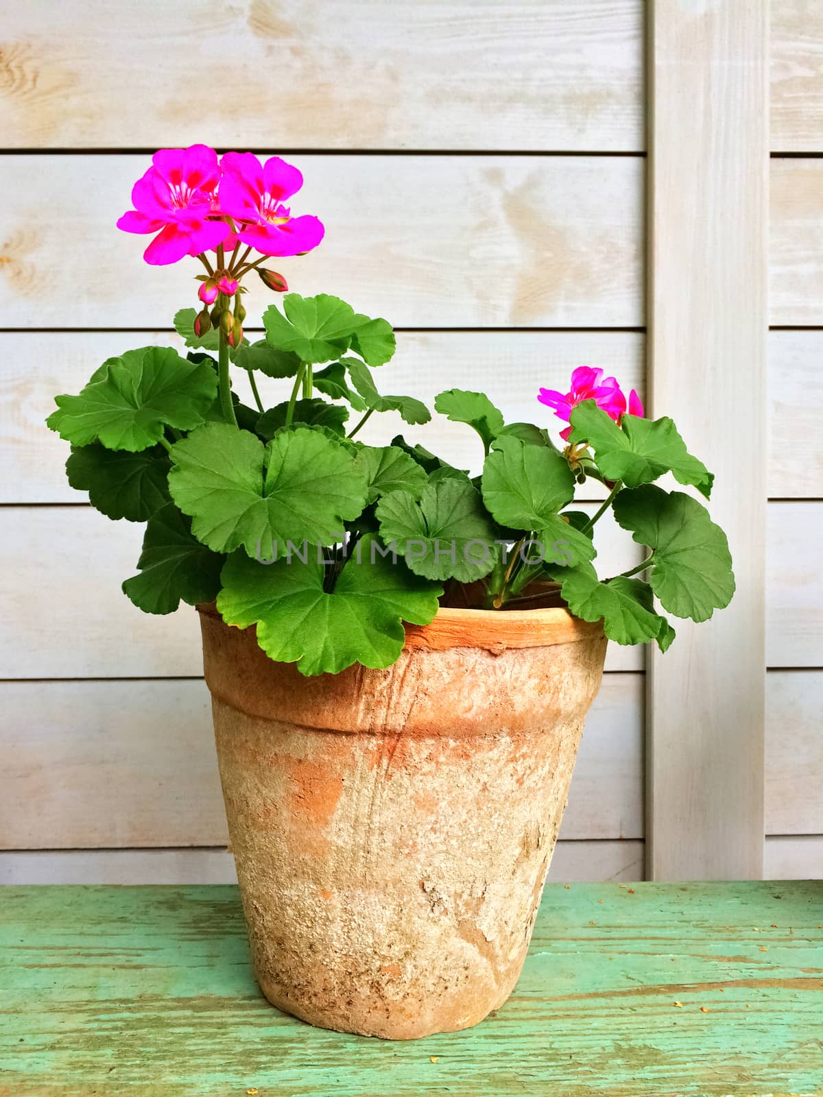 Blooming geranium in old clay pot by anikasalsera