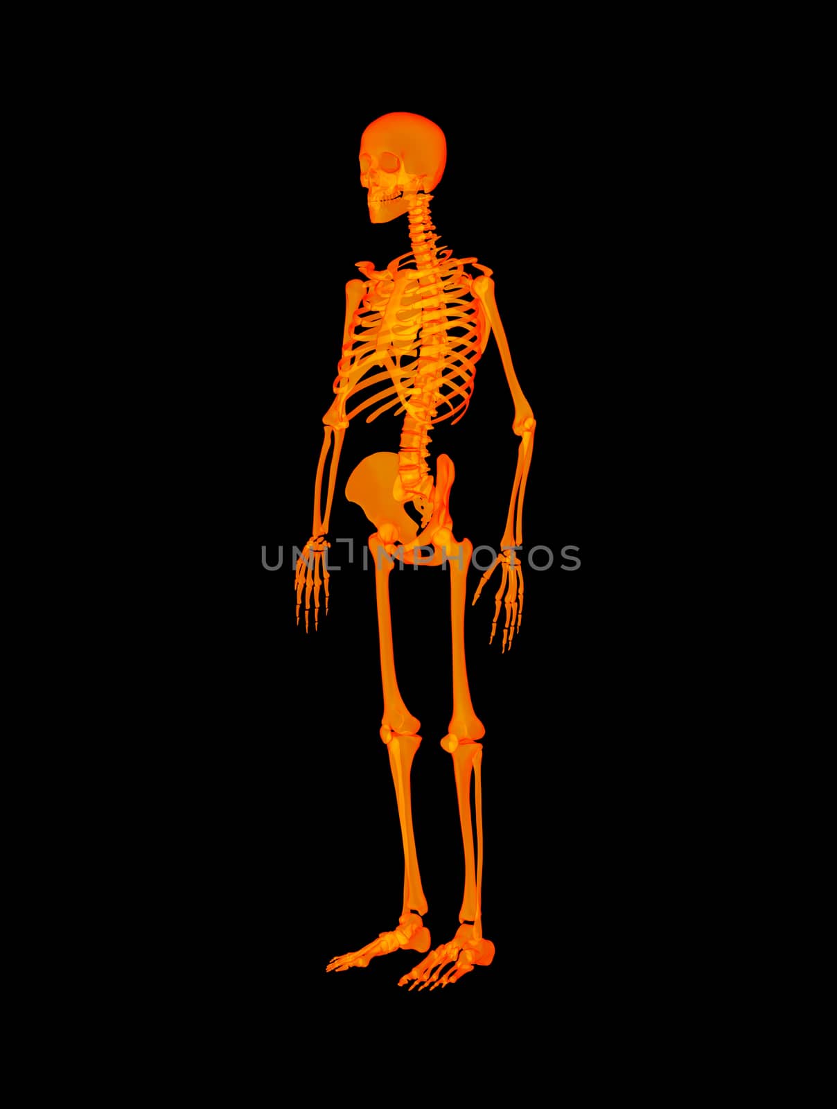 Red skeleton - right front view