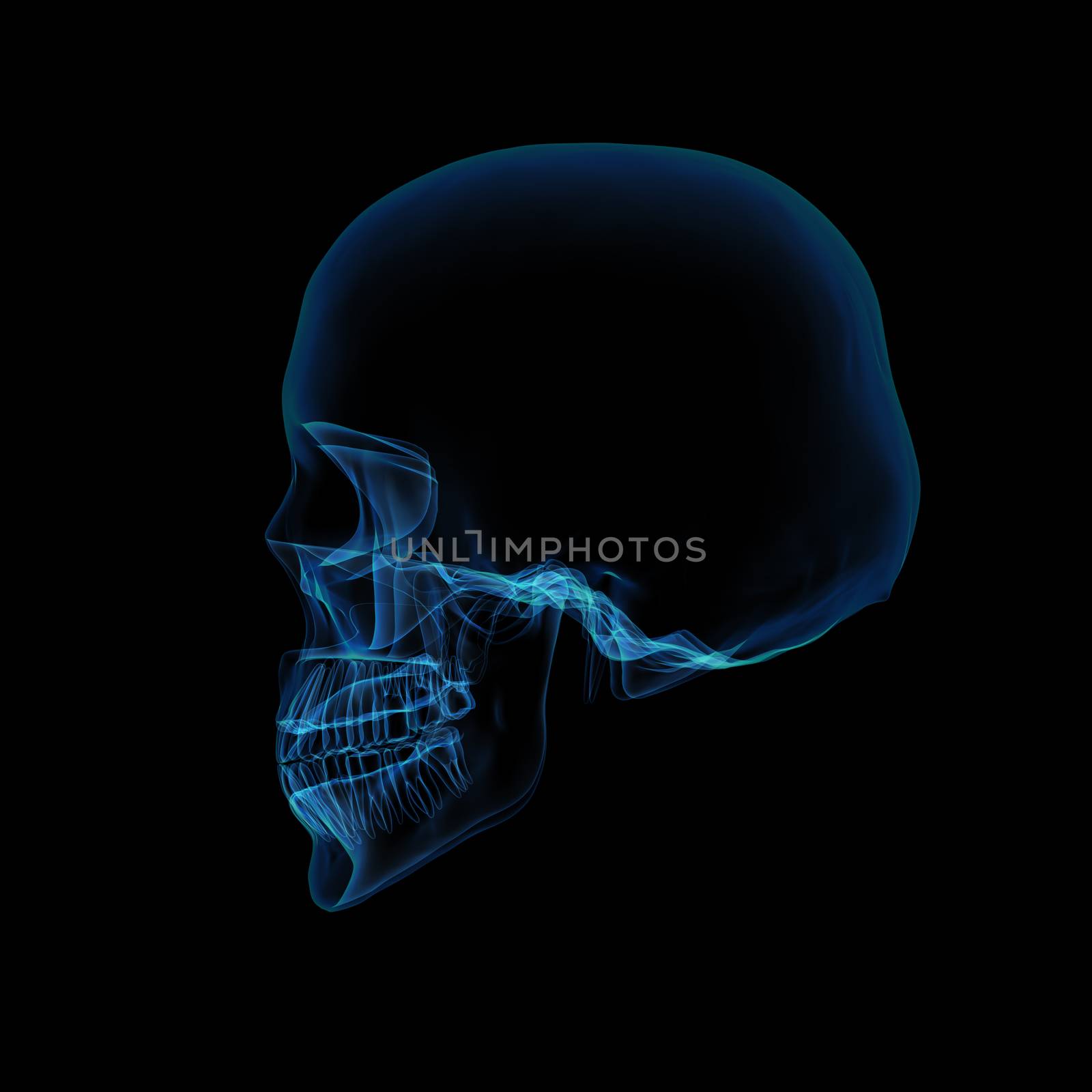 Isolated human x ray skull on black background