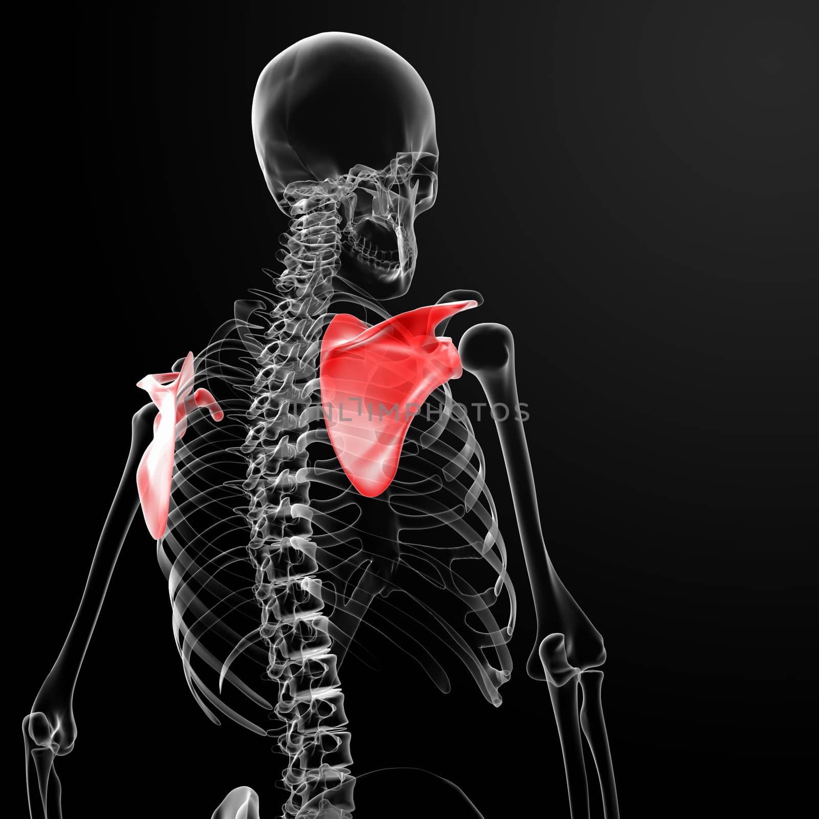 3d render medical illustration of the scapula - back view