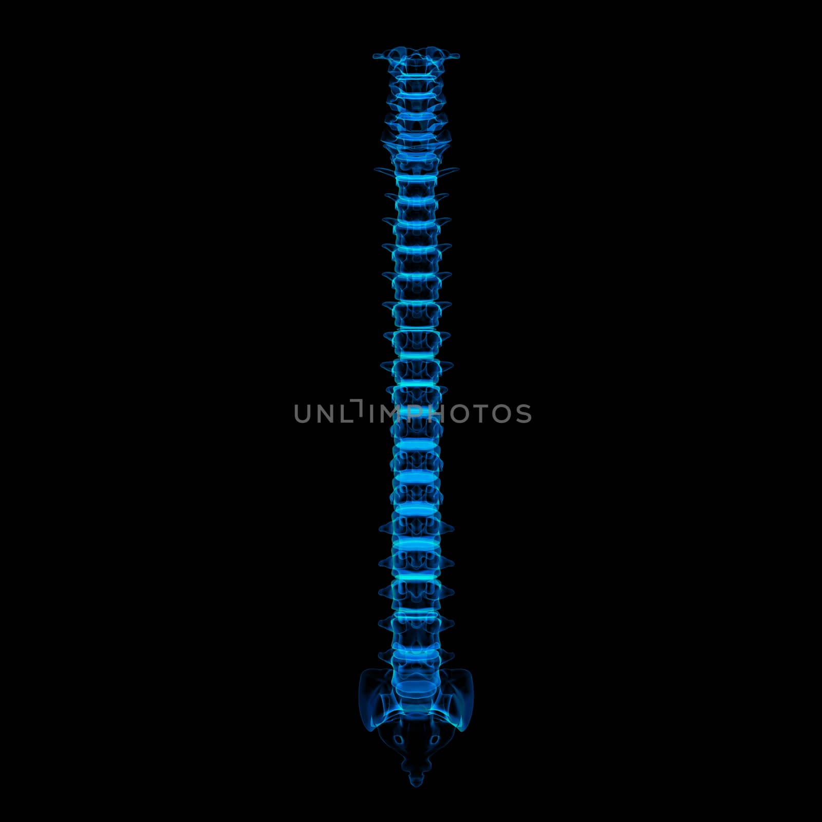 3d rendered illustration - human spine