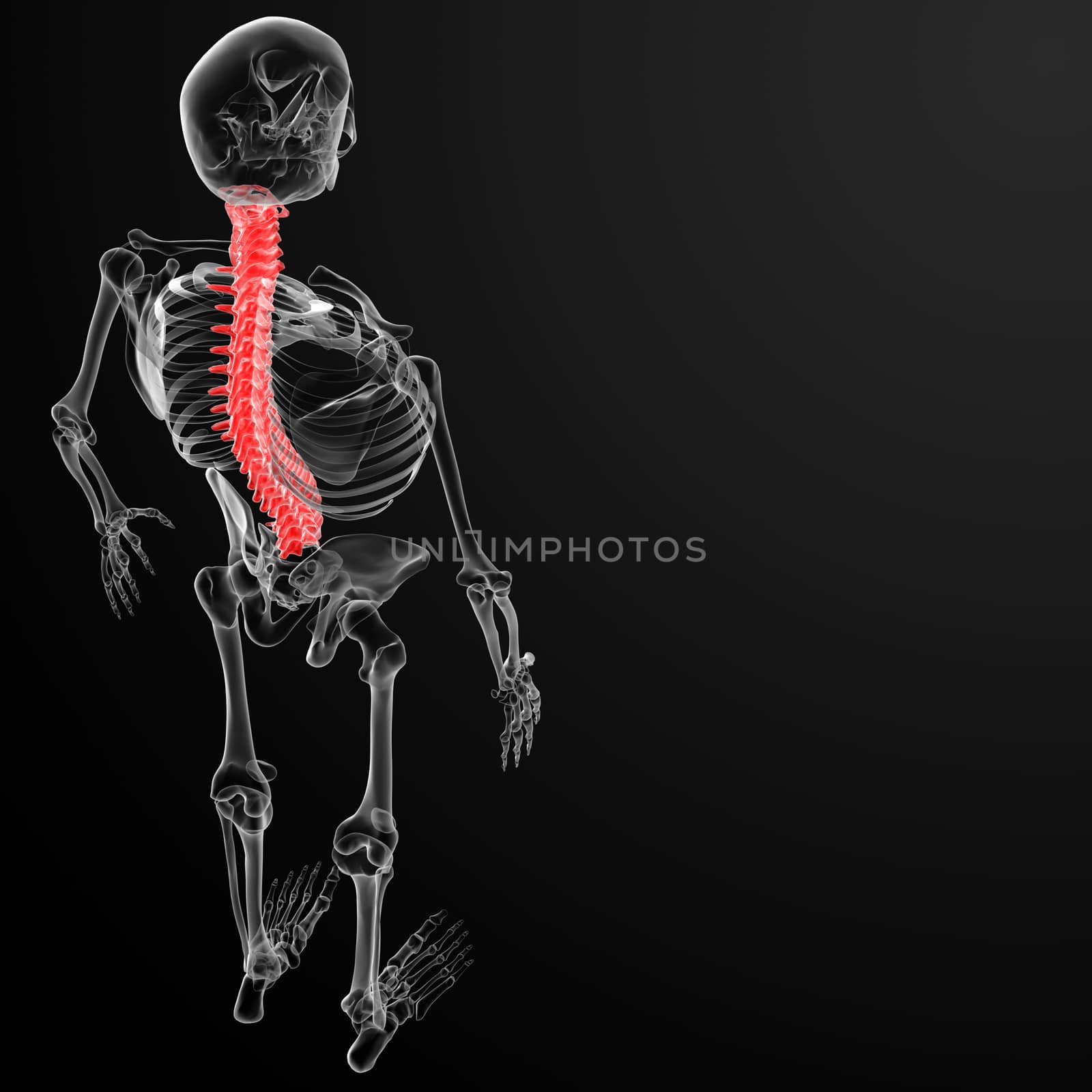 3d render human spine - top view