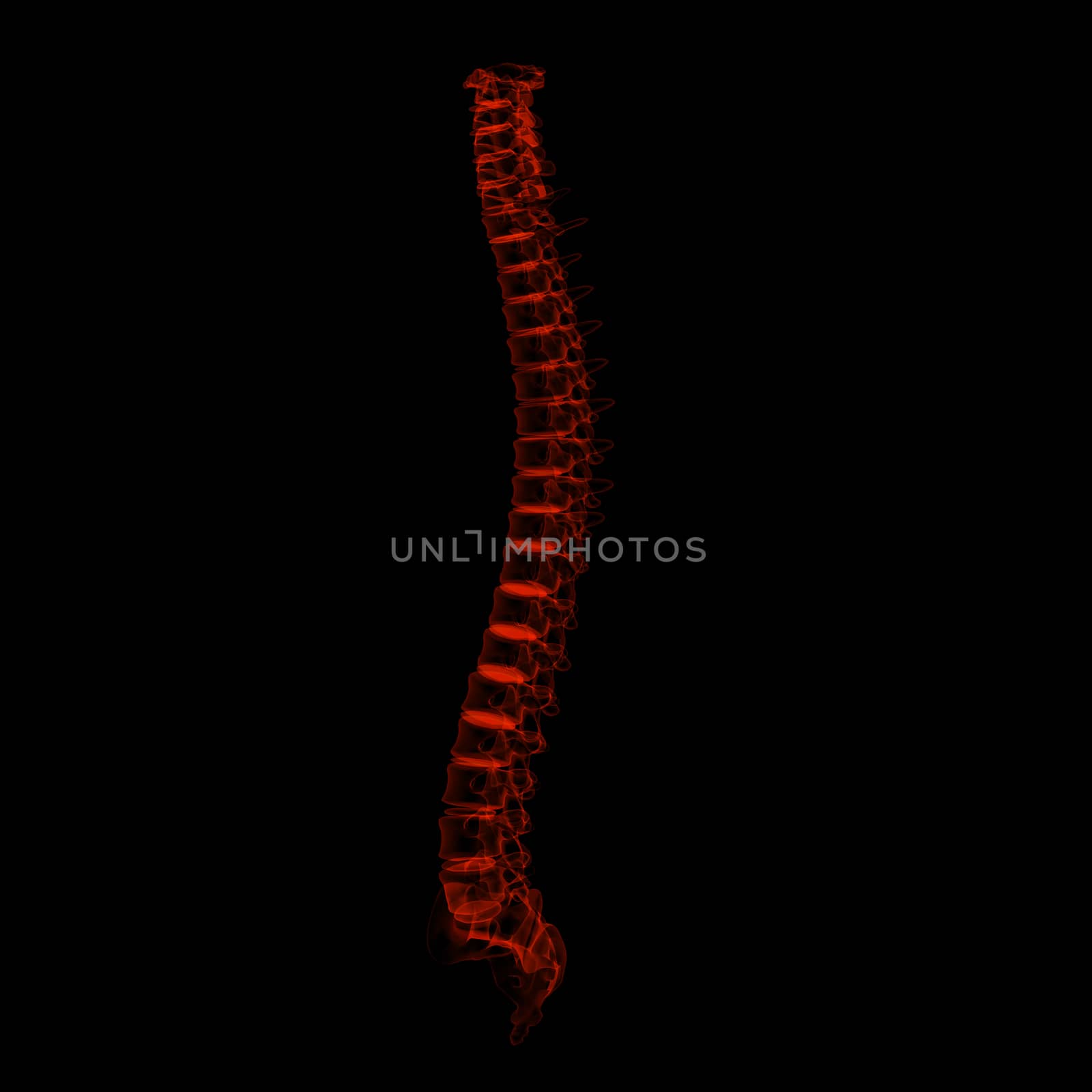 3d rendered illustration - human spine