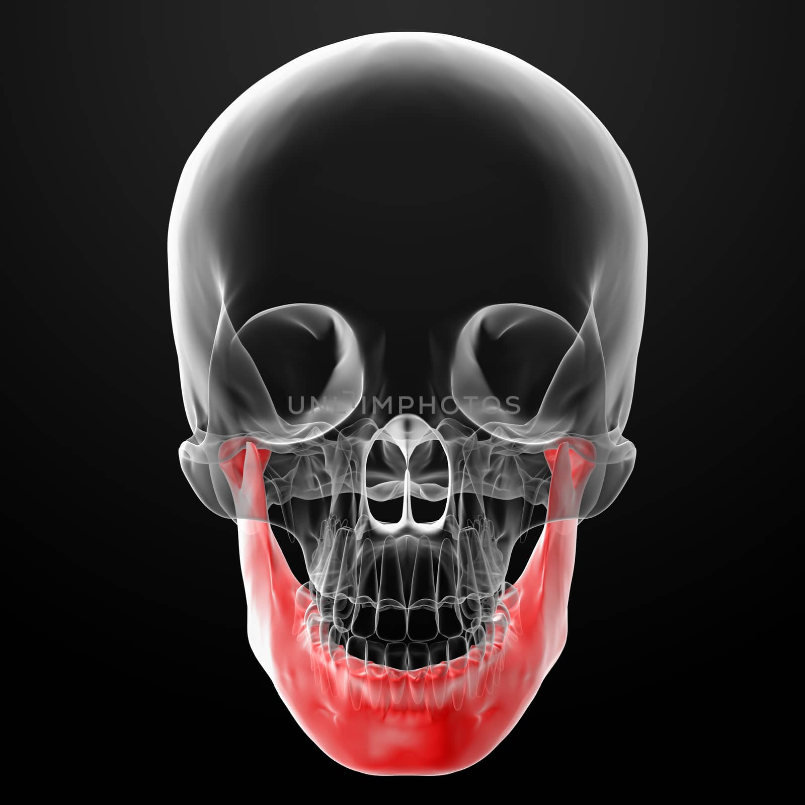 3d rendered illustration - jaw bone - front view