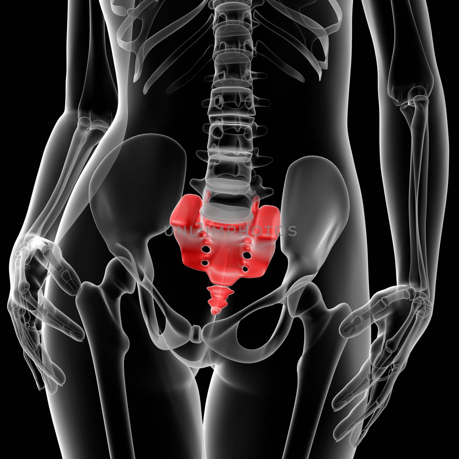 3d rendered illustration of the female sacrum bone - front view