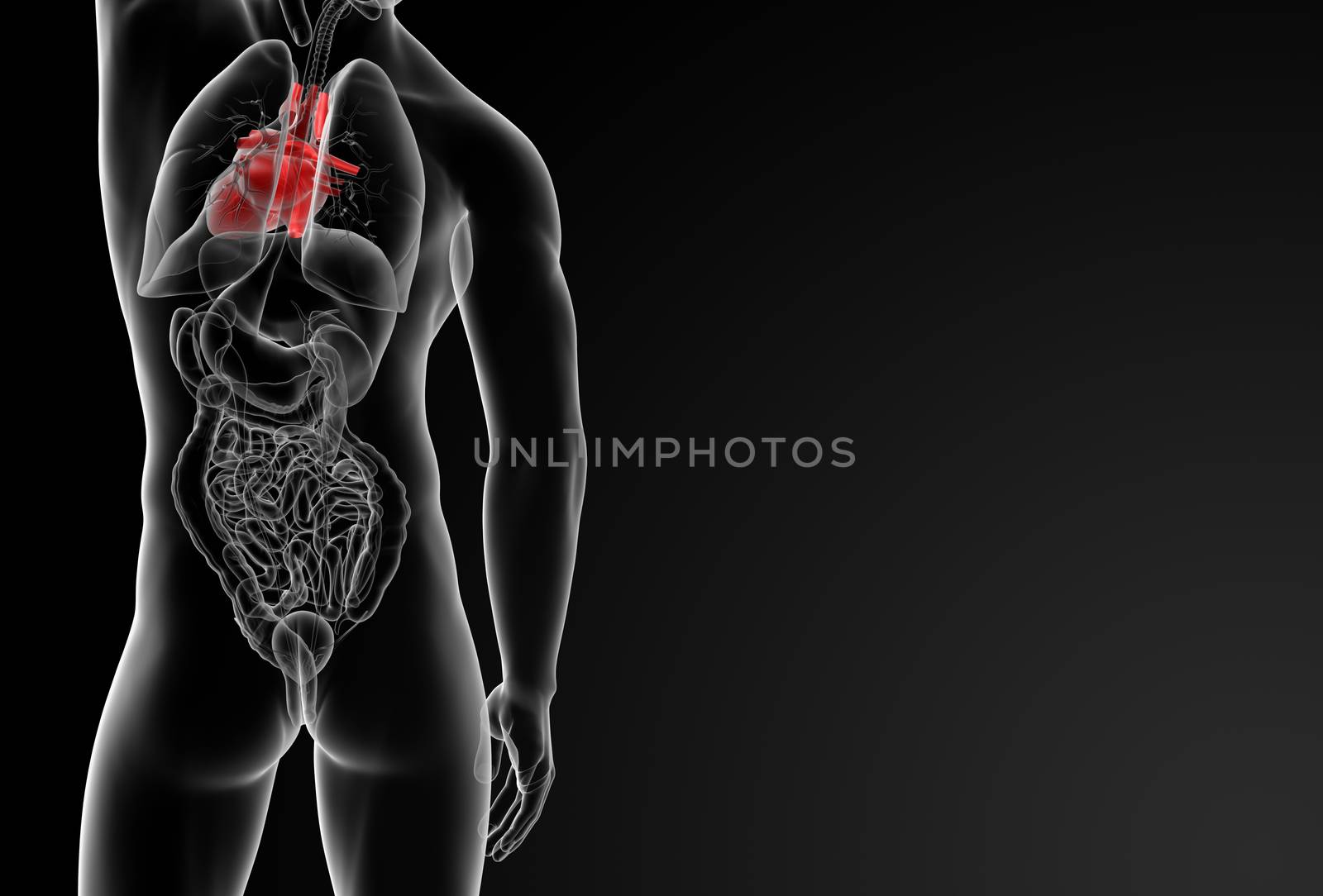 3d rendered of the human heart - back view