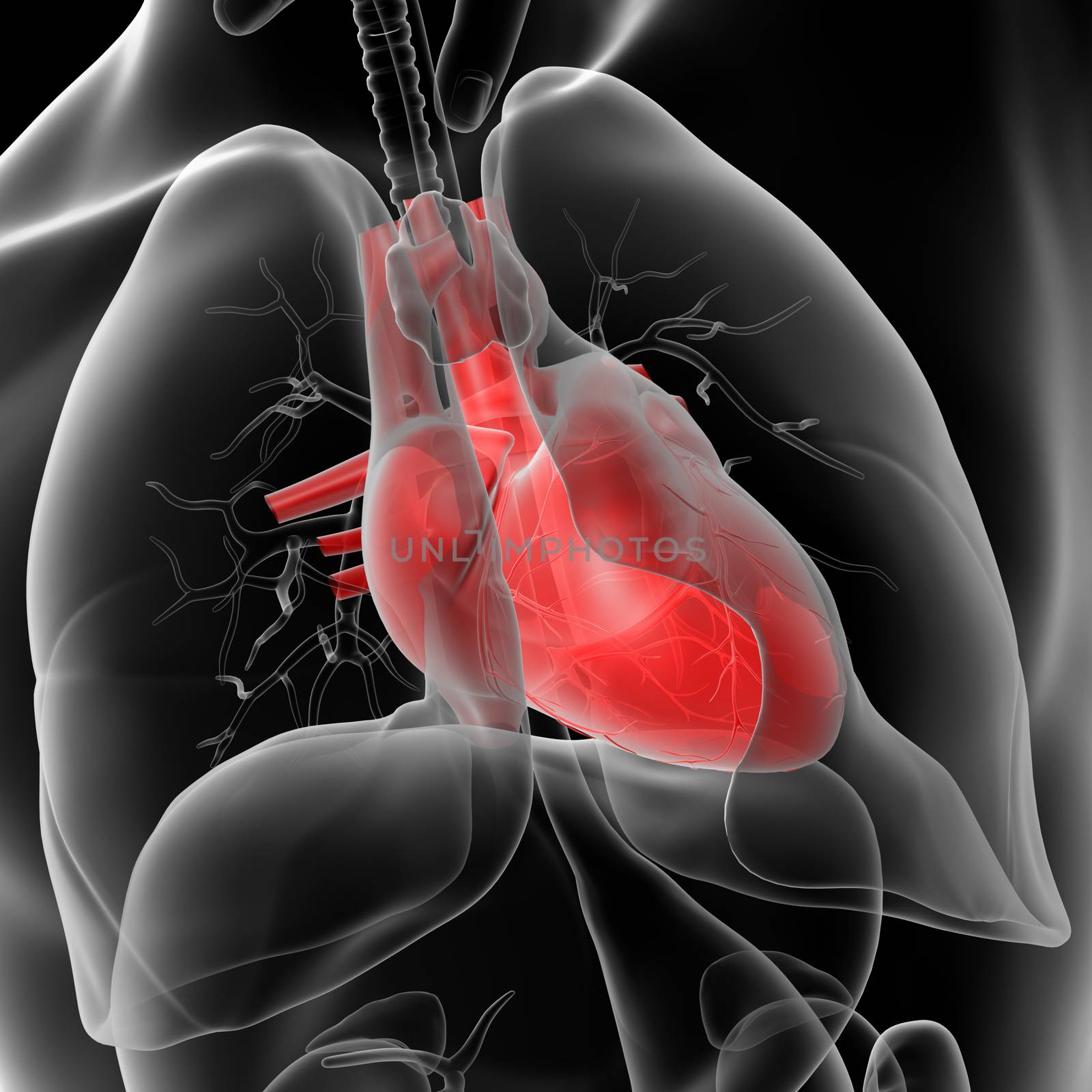 3d rendered of the human heart - close up