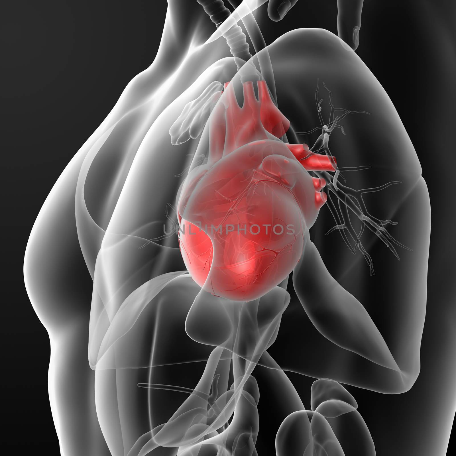 3d rendered of the human heart - side view