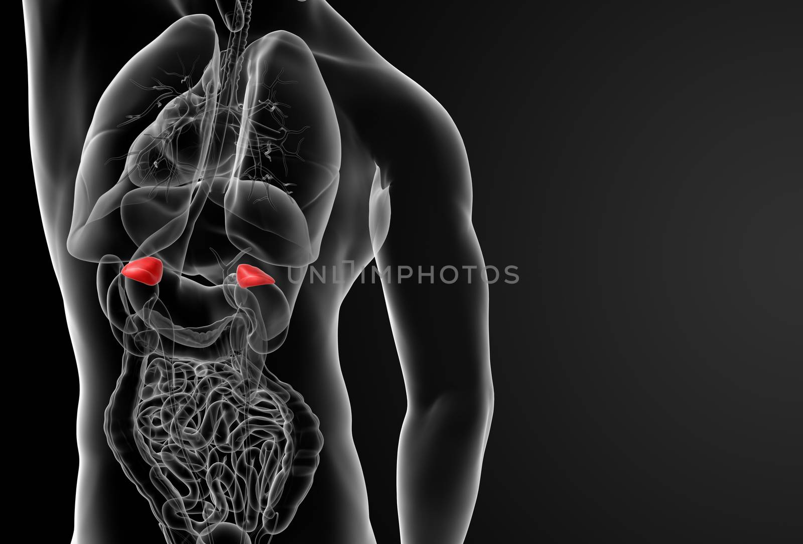 The internal andrenal Organs - back view