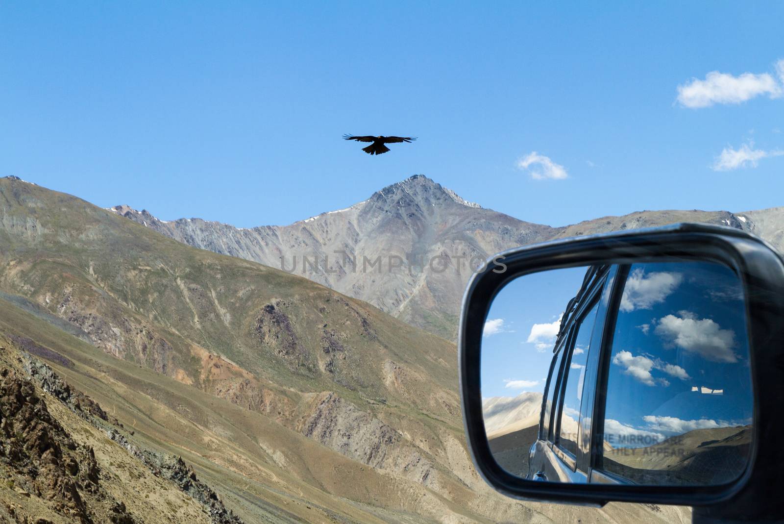 Meeting with eagle on the mountain pass in the car with rear view reflection (Nubra, India)