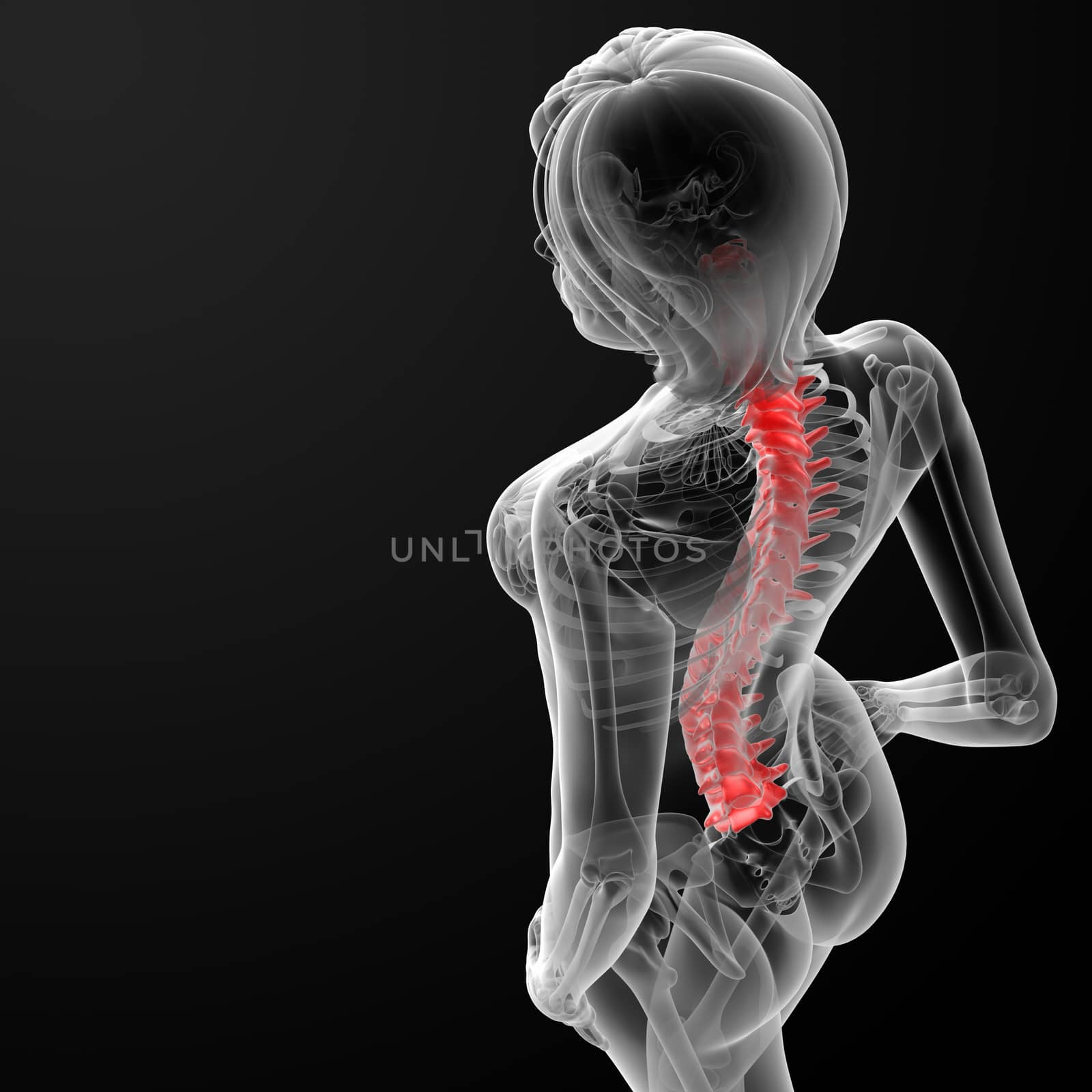 3d rendered illustration of the female spine bone - top view