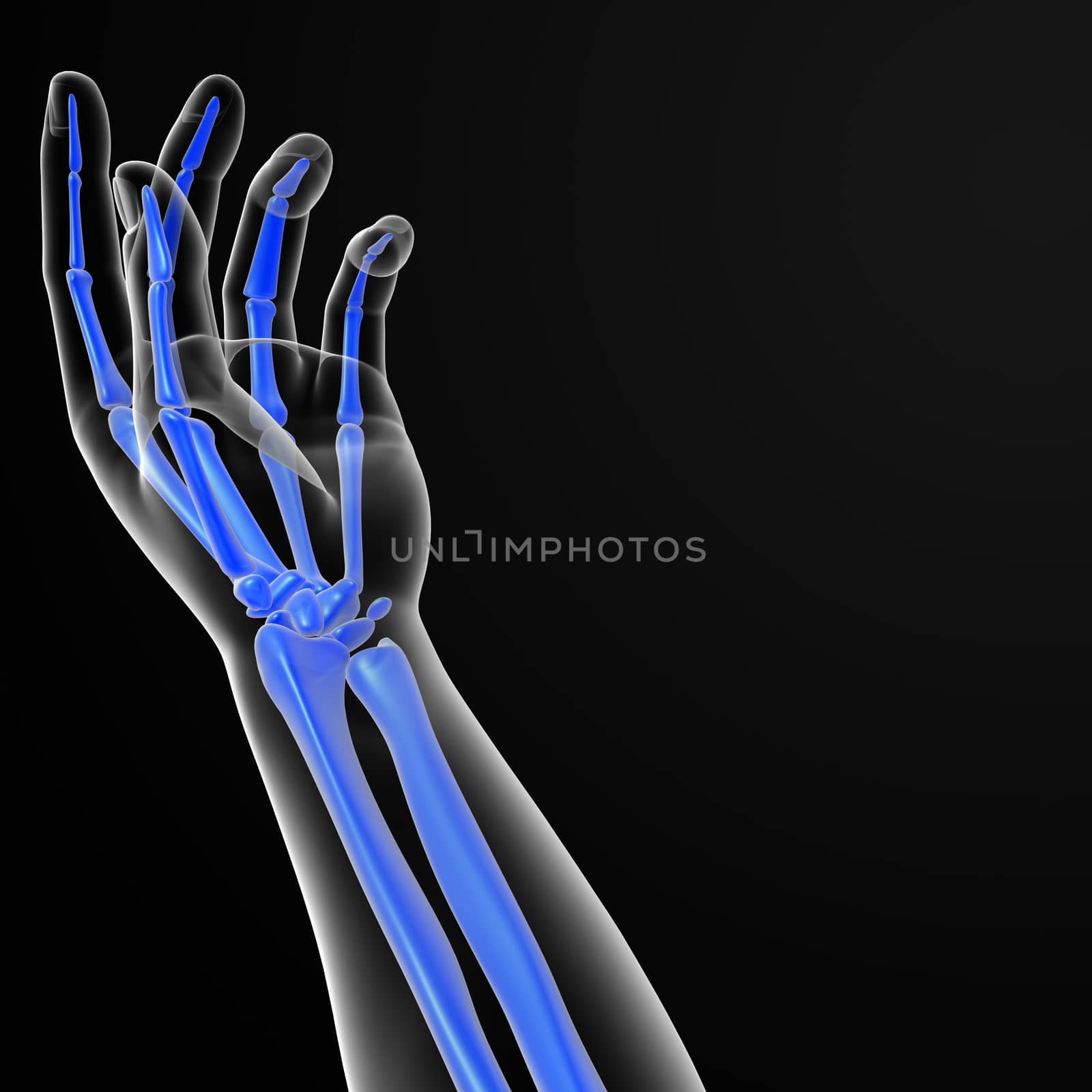 3d render illustration of the hand skeleton