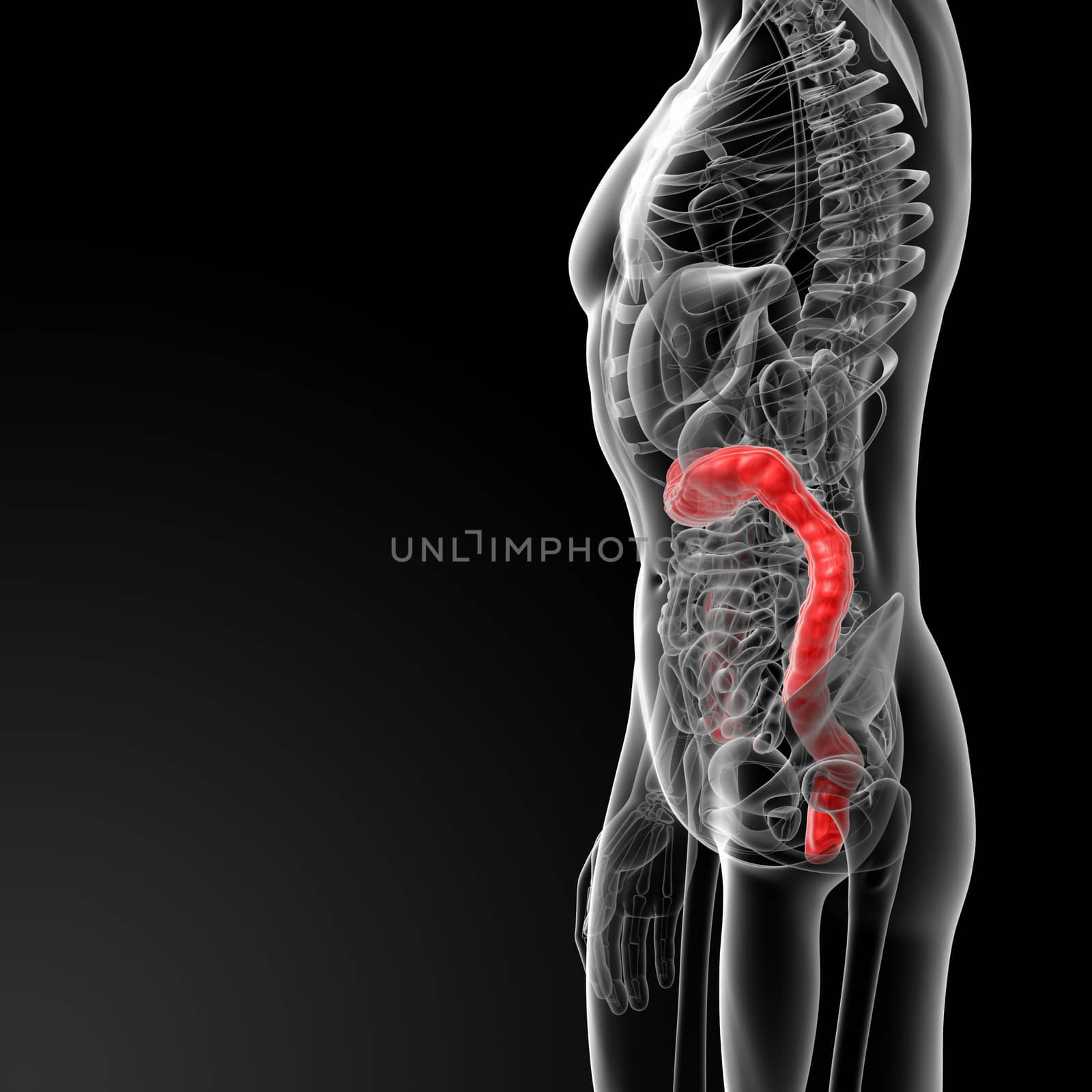 3d rendered illustration of male large intestine - side view