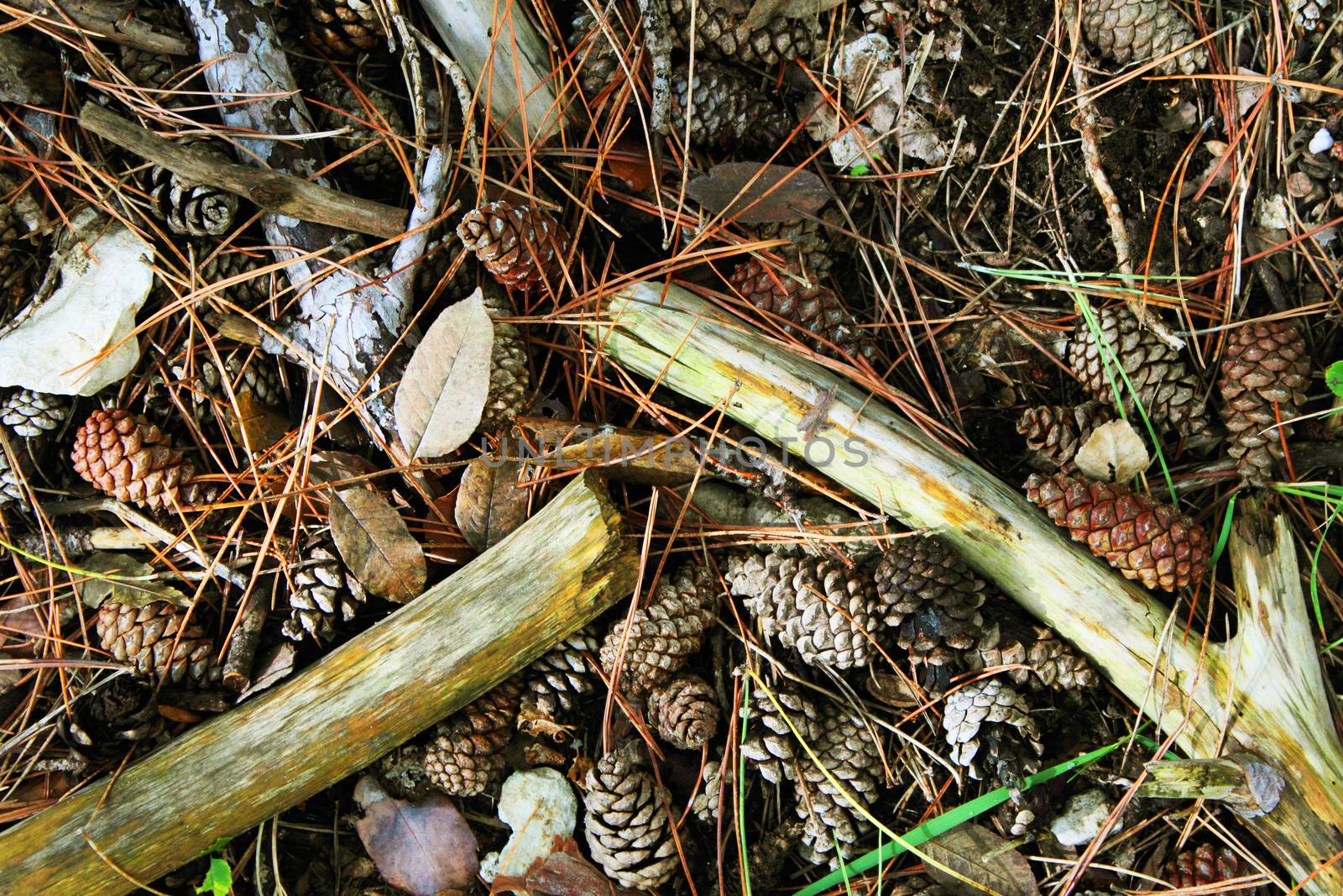 Autumn in the woods with pine cone and branches