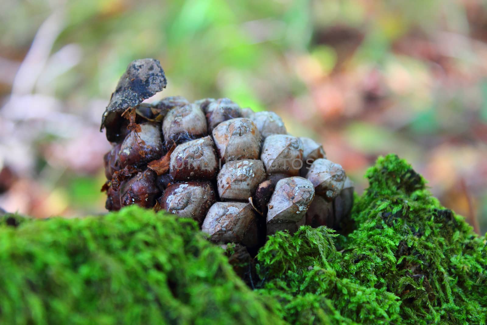 Pine cone in the woods by Carbonas