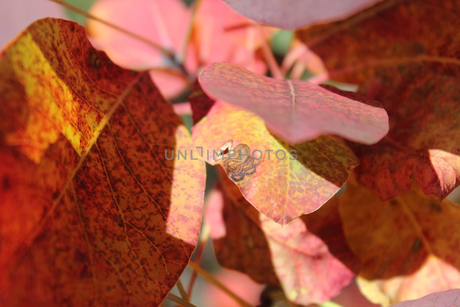 Close-up of Nature abstract autumn