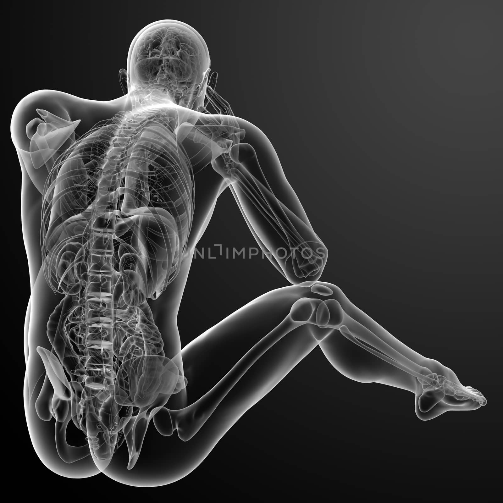 3d render Human antomy - back view