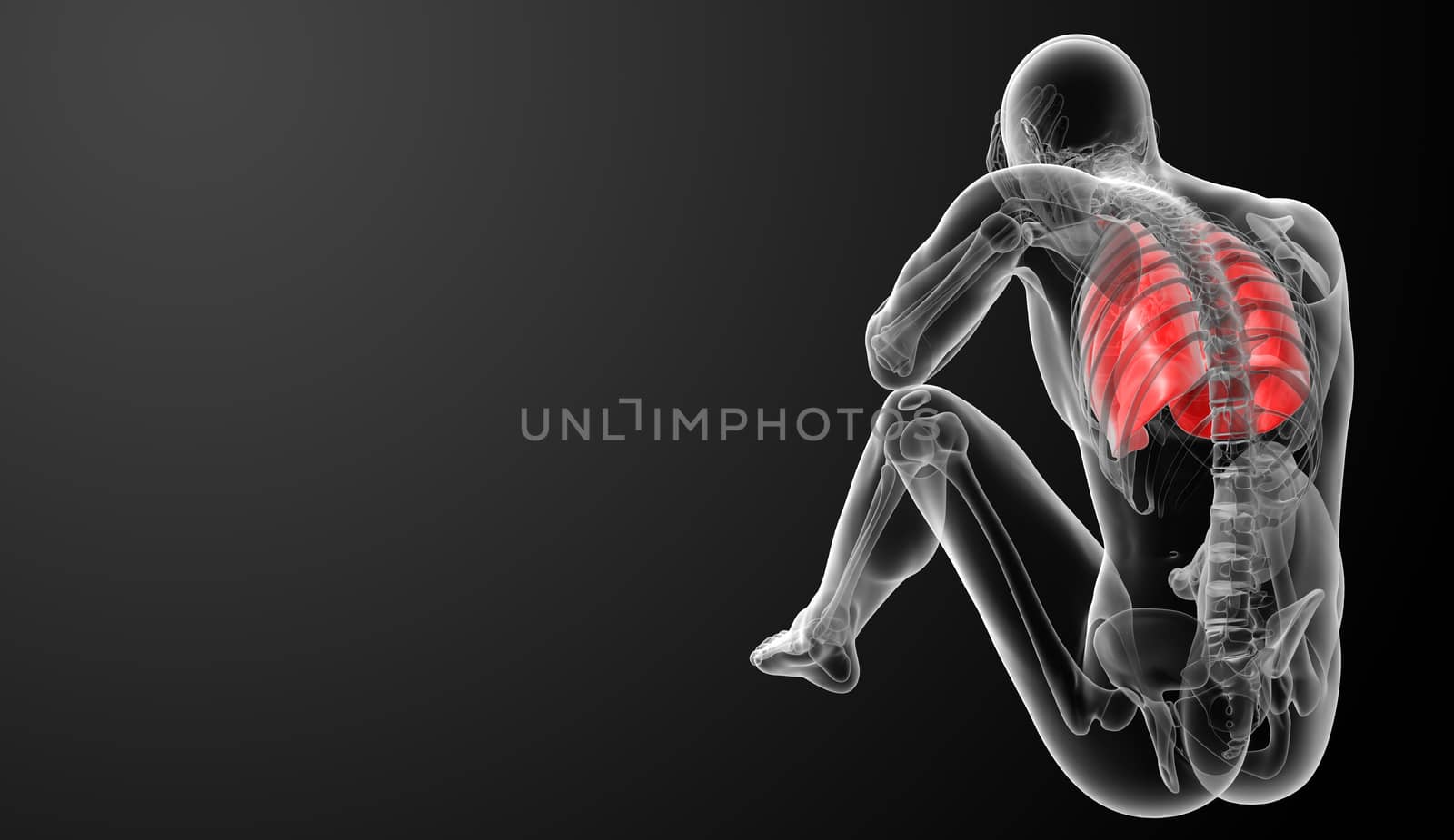 3D medical illustration - lungs back view