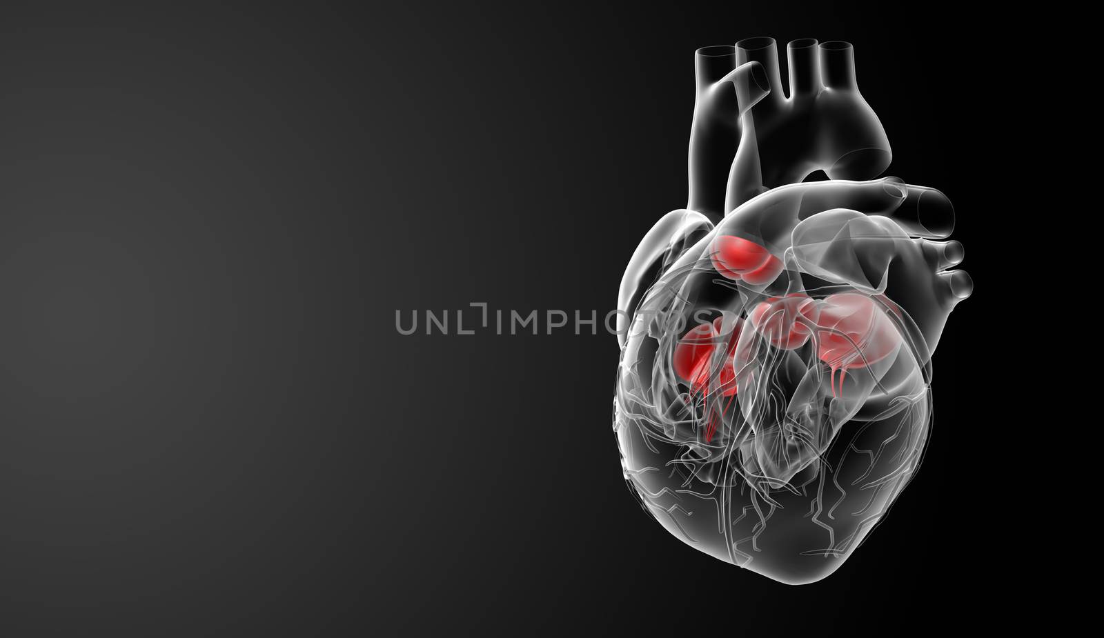 3d render Heart valve - side view