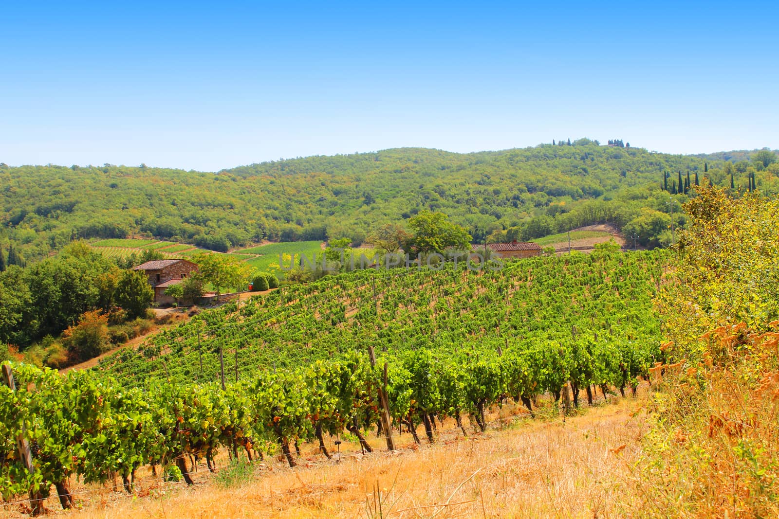 Vine in chianti by Carbonas