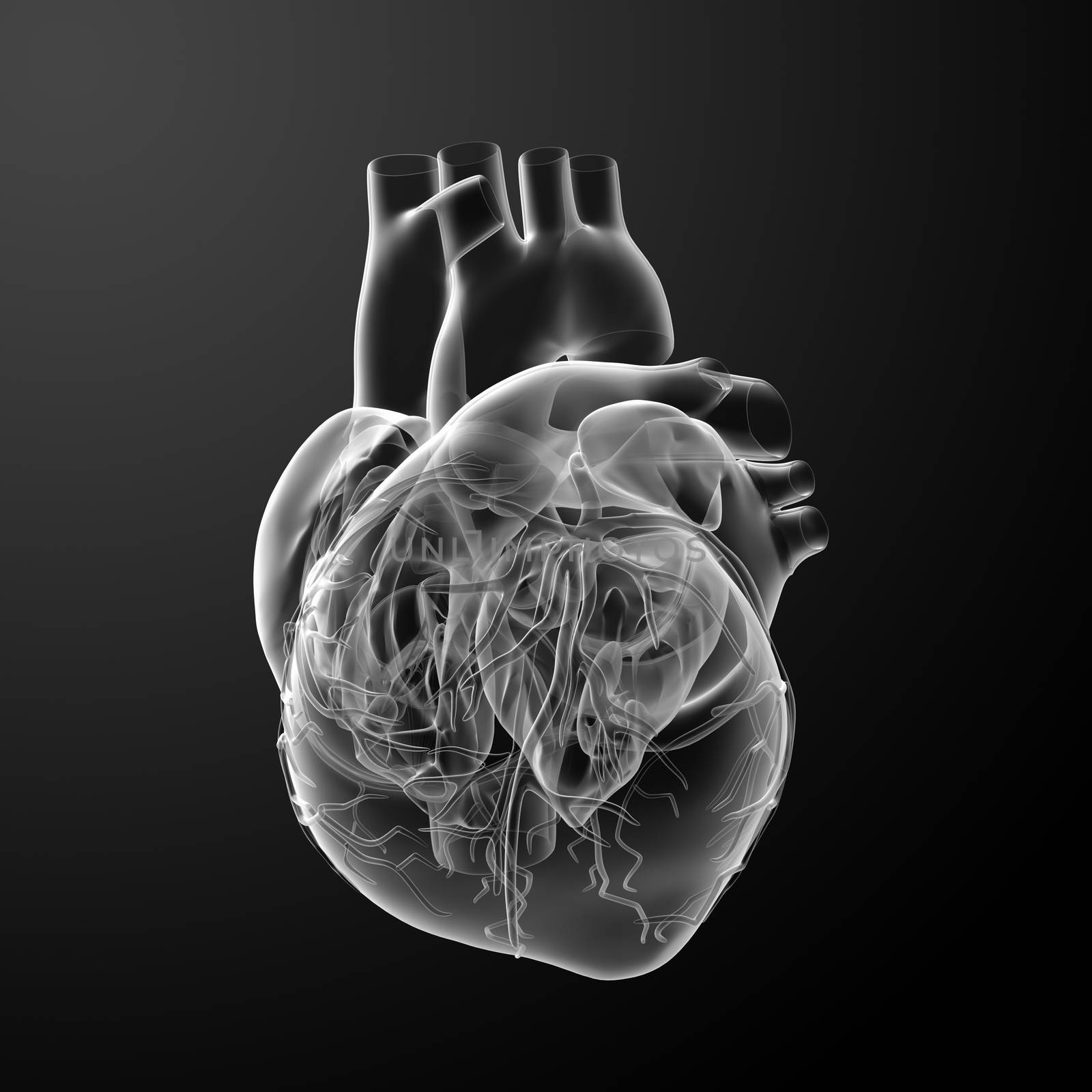 3d render Heart  - back view