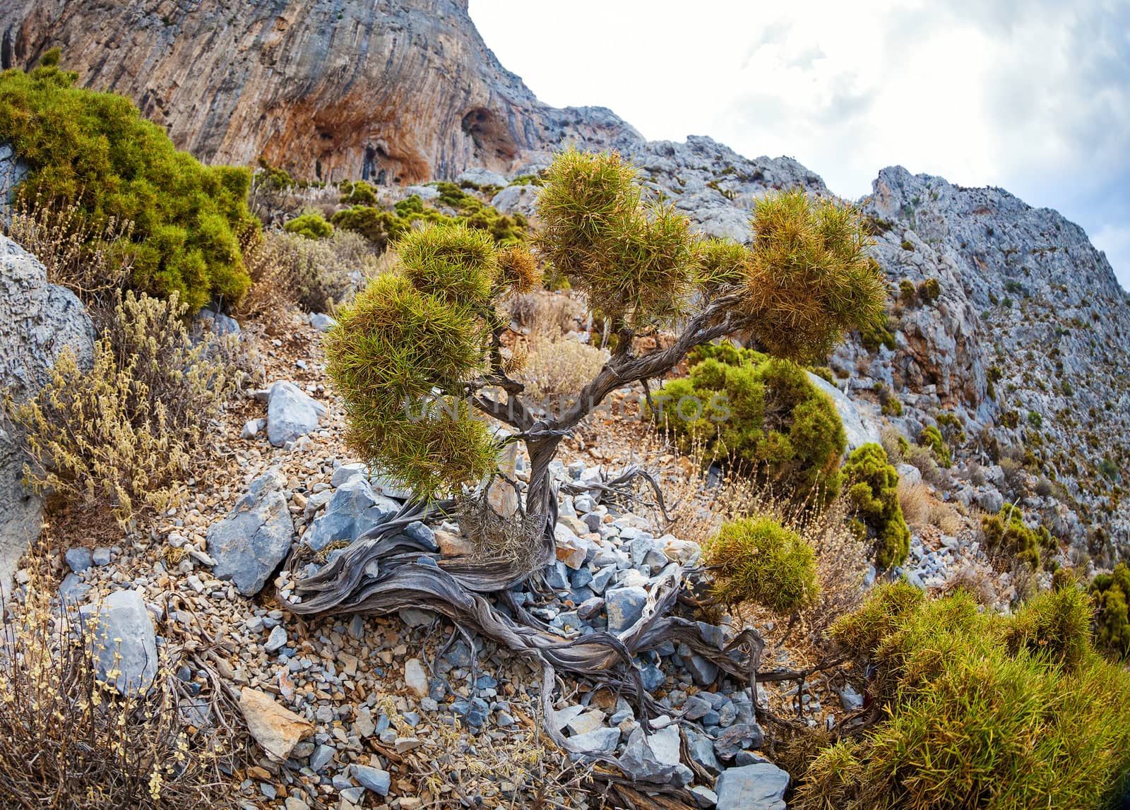 Vegetation on rocky slope in mountains. Kalymnos island, Greece.
