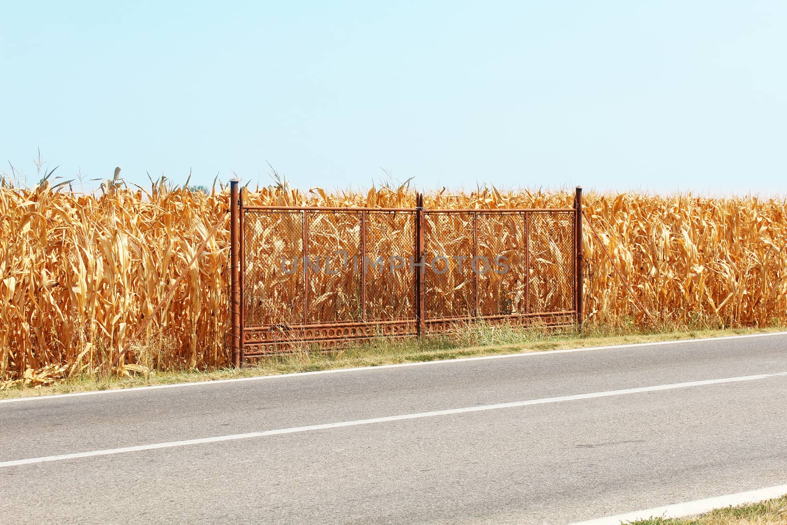 Rusty gate of field corn in the countryside by Carbonas