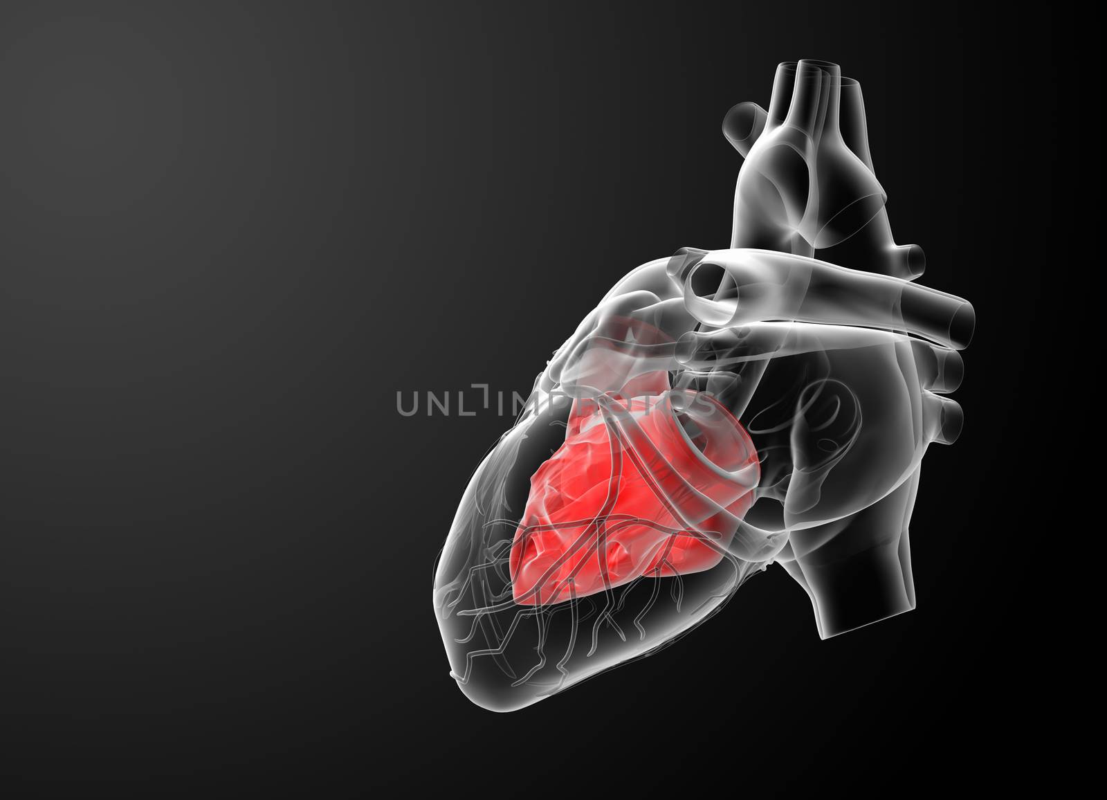 3d render Heart atrium - side view