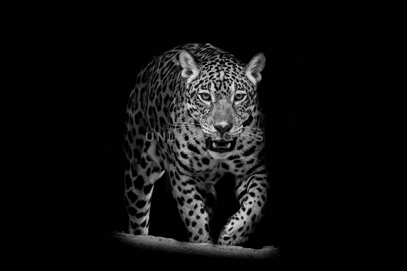 Jaguar portrait