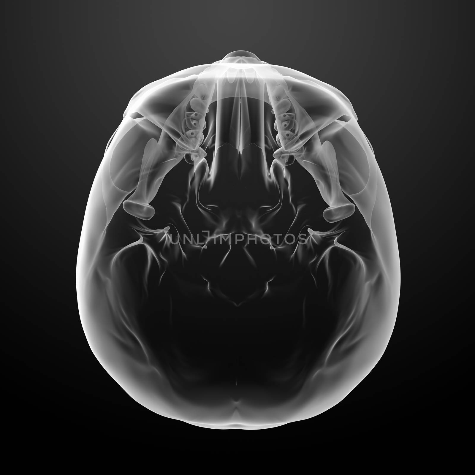 3d render skull on black background - top view