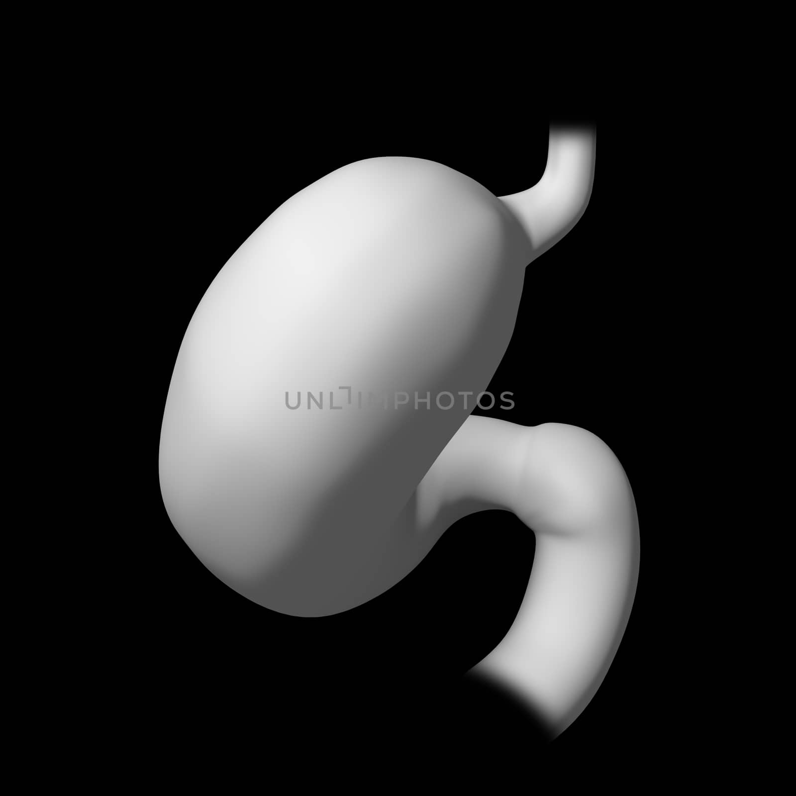 3d rendered illustration of the stomach