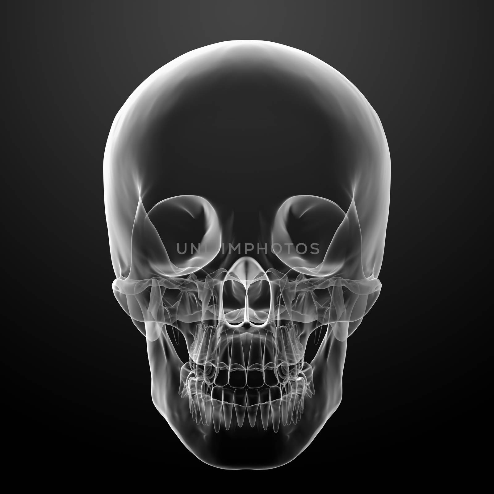 3d render skull on black background - front view