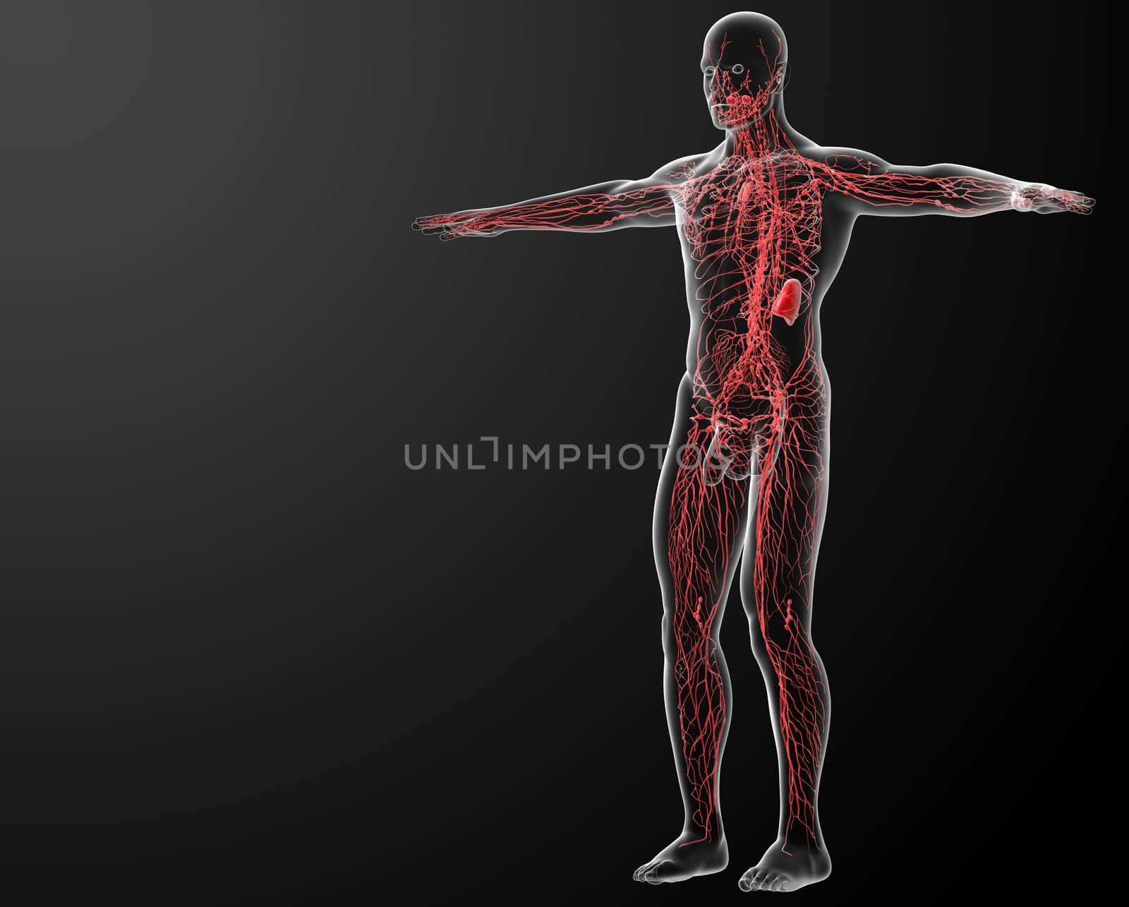 lymphatic system - side view