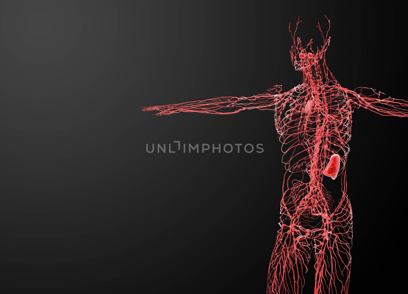 lymphatic system - side view