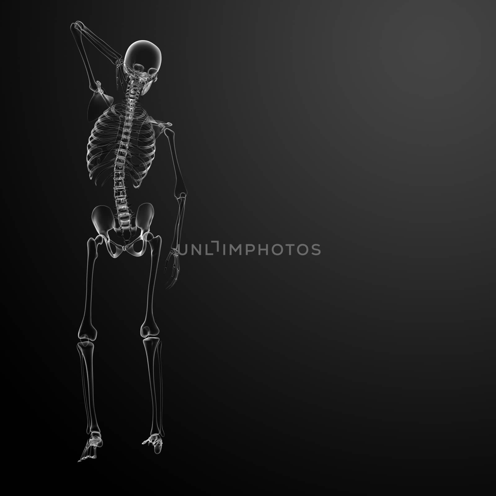 3d render Skeleton X-rays - back view