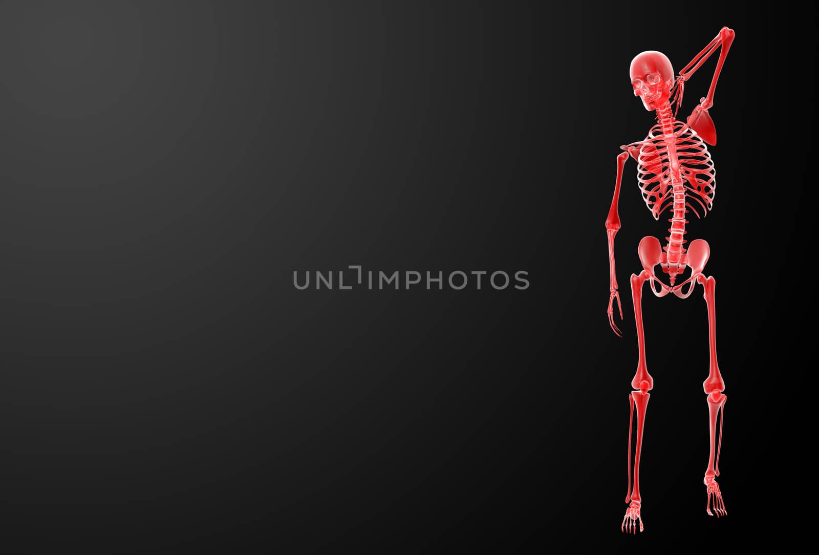 3d render Skeleton X-rays - front view