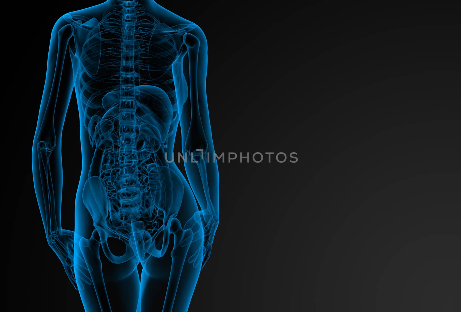 3d rendered illustration of the female anatomy - back view