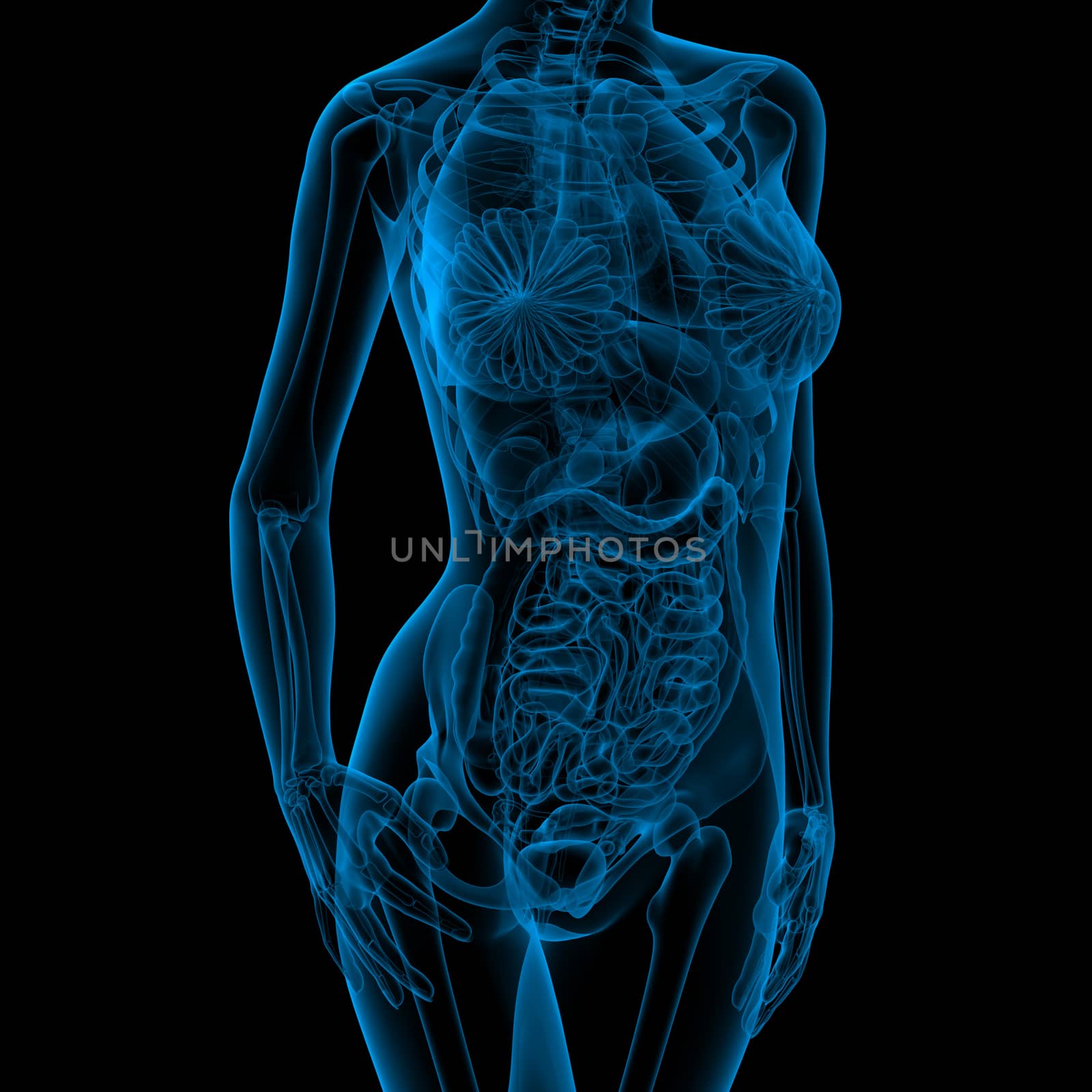 3d render medical illustration of the female anatomy - front view