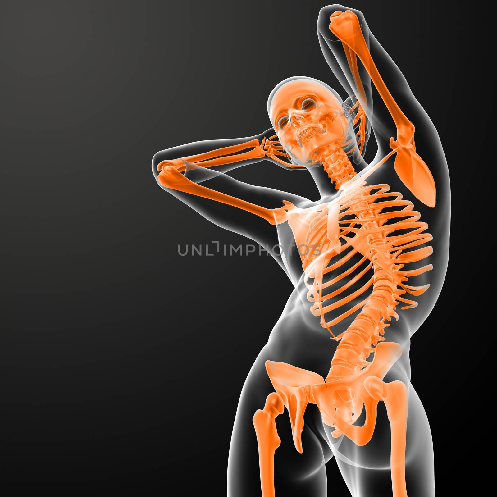 3d rendered skeleton - bottom view